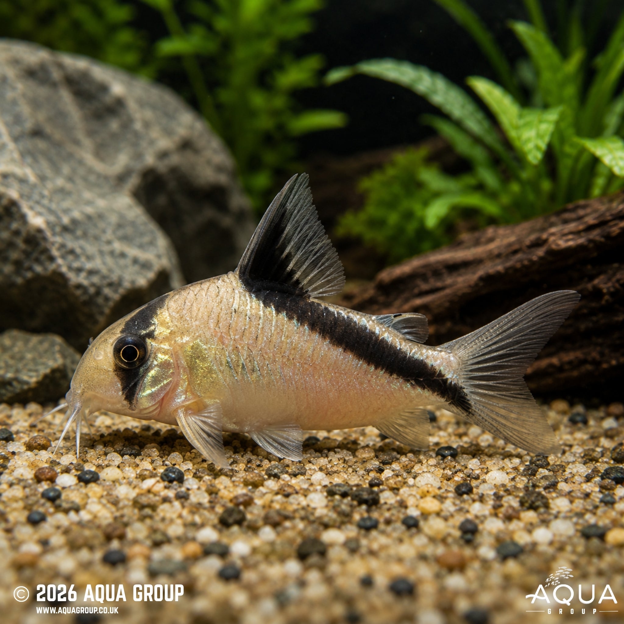 Bandit Corydoras - Hoplisoma metae
