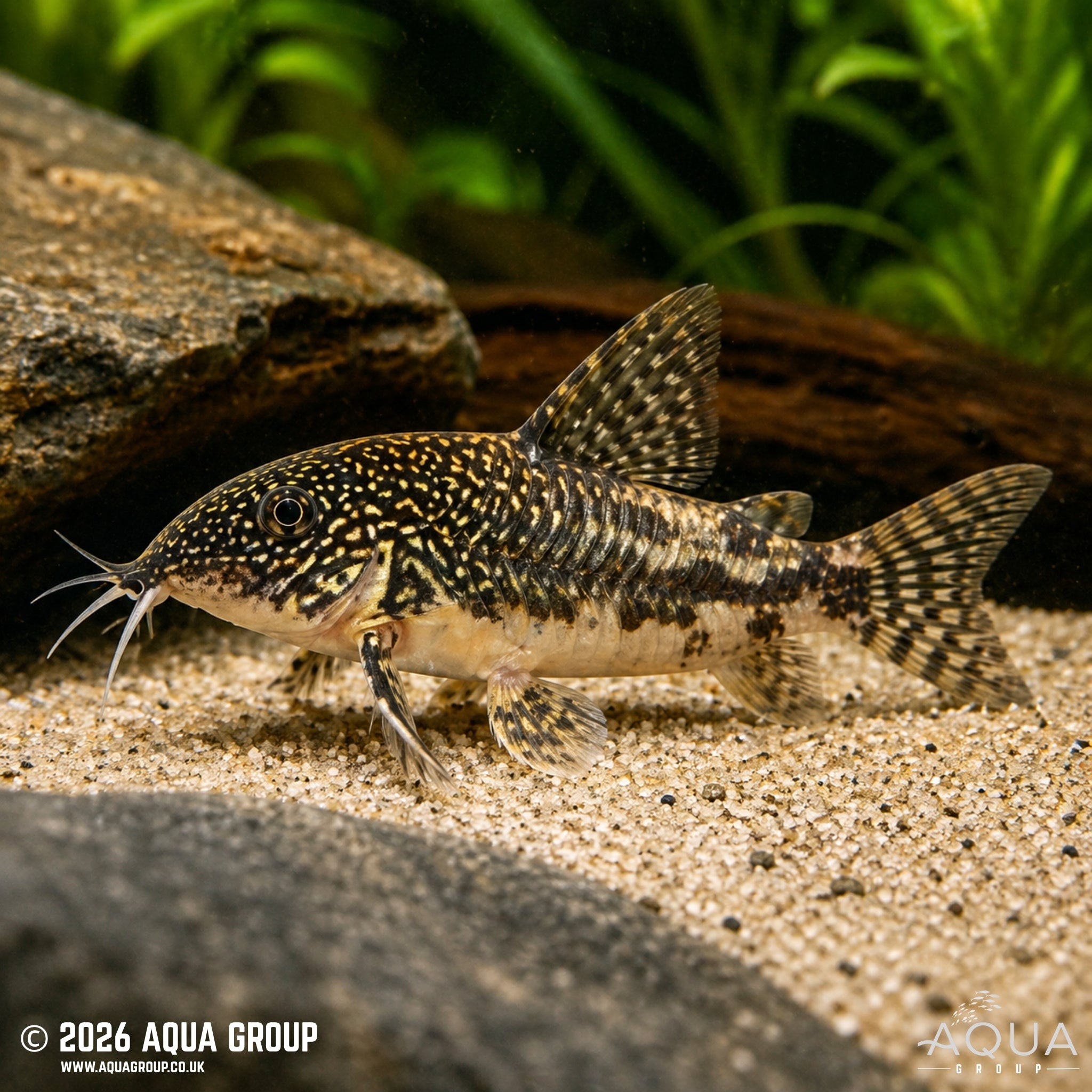 Barbatus Cory - Scleromystax barbatus