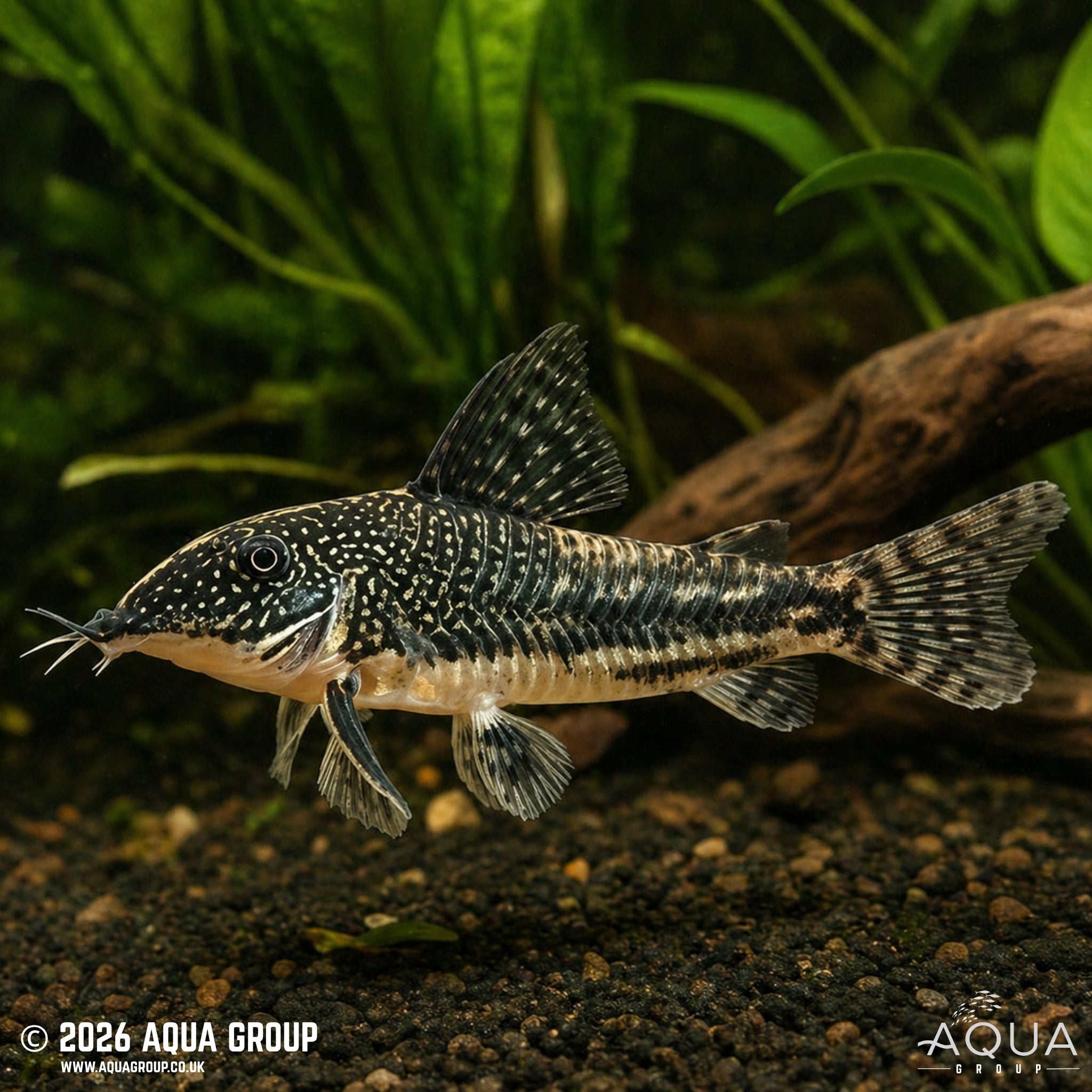 Barbatus Cory - Scleromystax barbatus