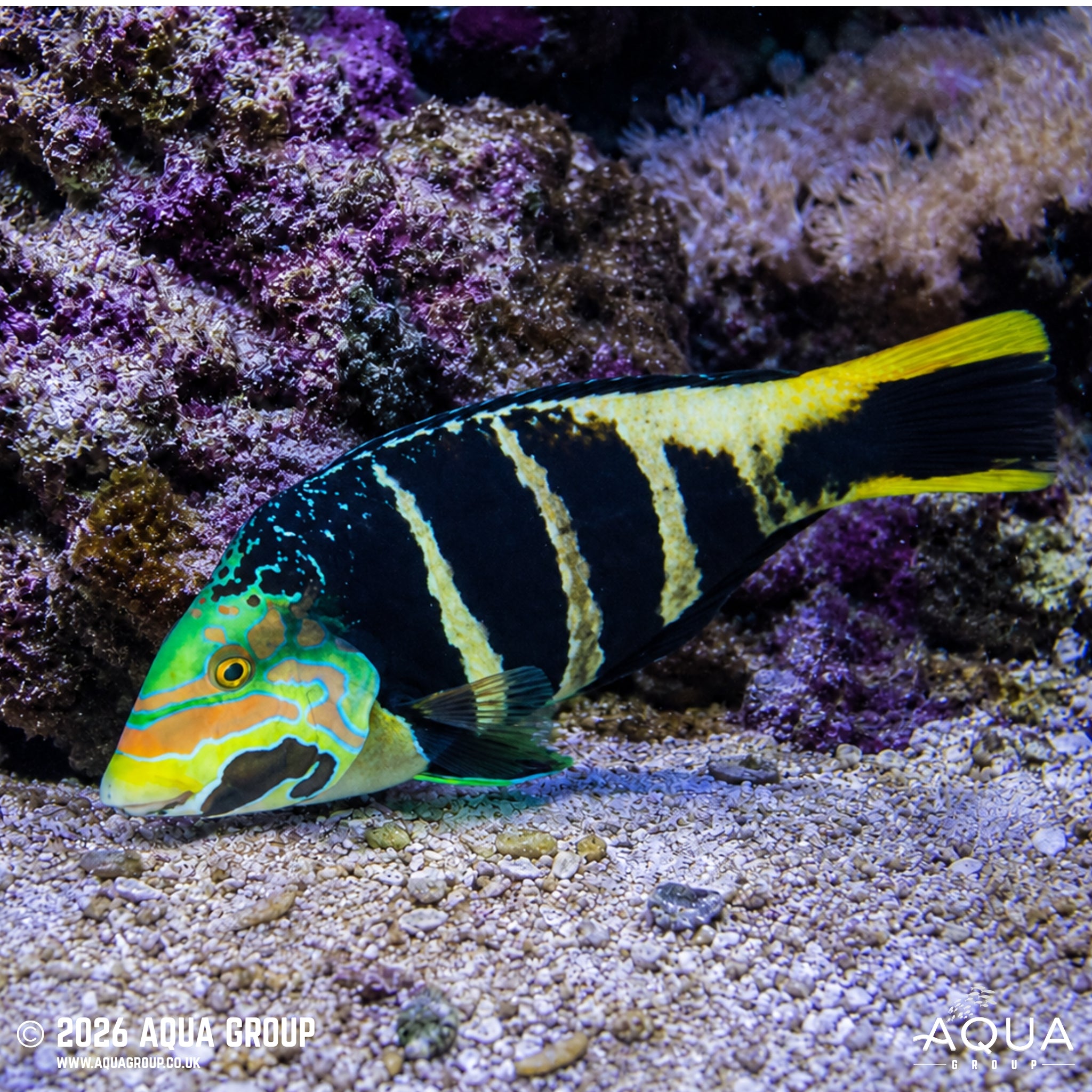 Barred Thicklip Wrasse - Hemigymnus fasciatus