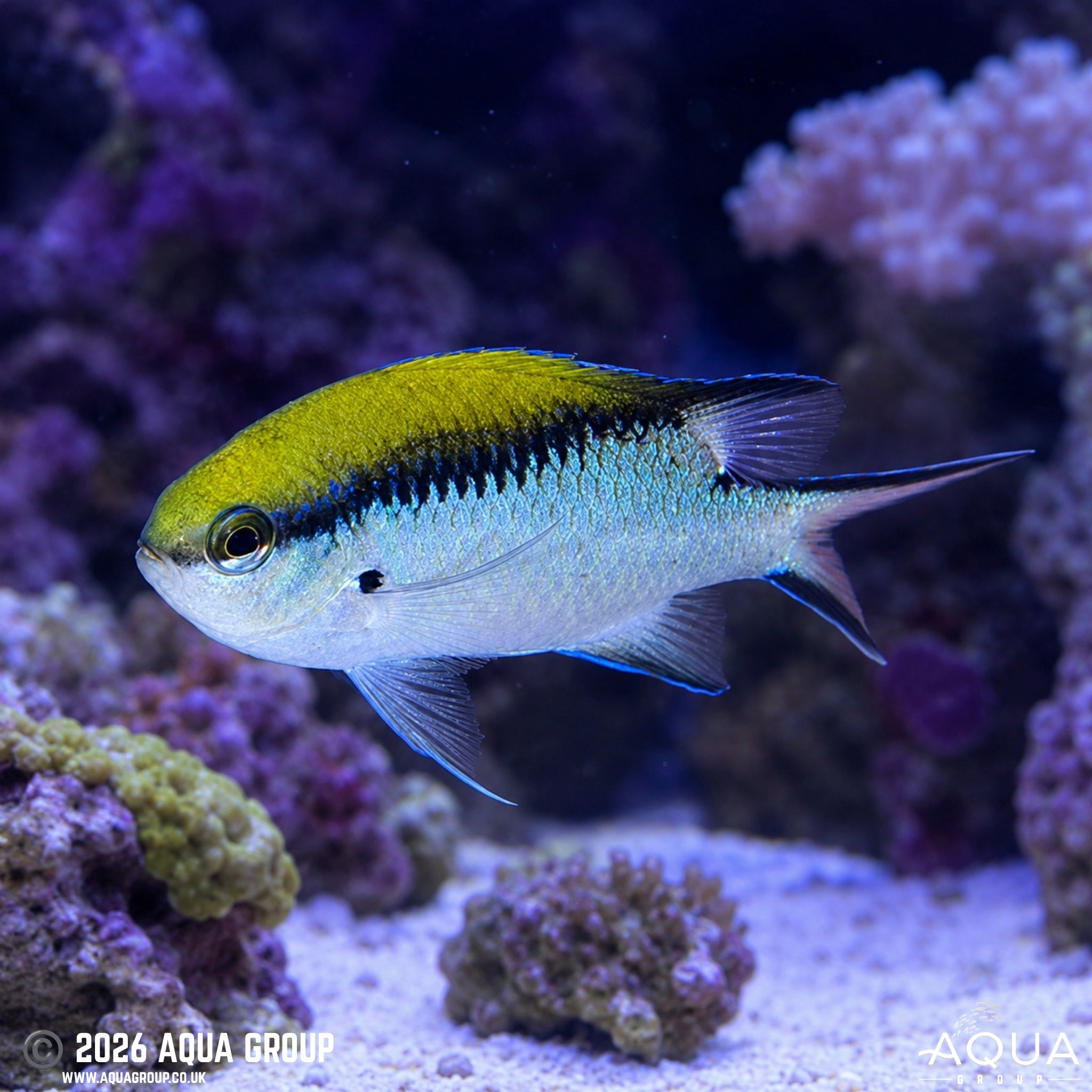 Barrier Reef Chromis - Chromis nitida - Aqua Group