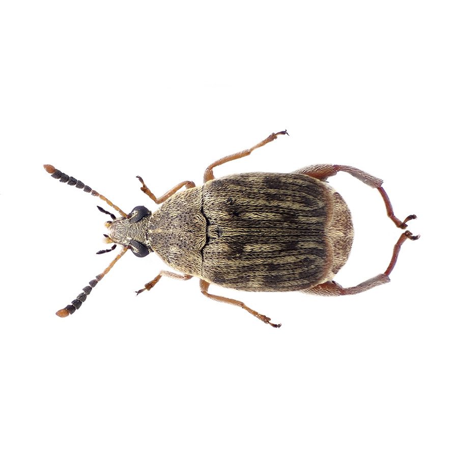 Bean Weevil Culture