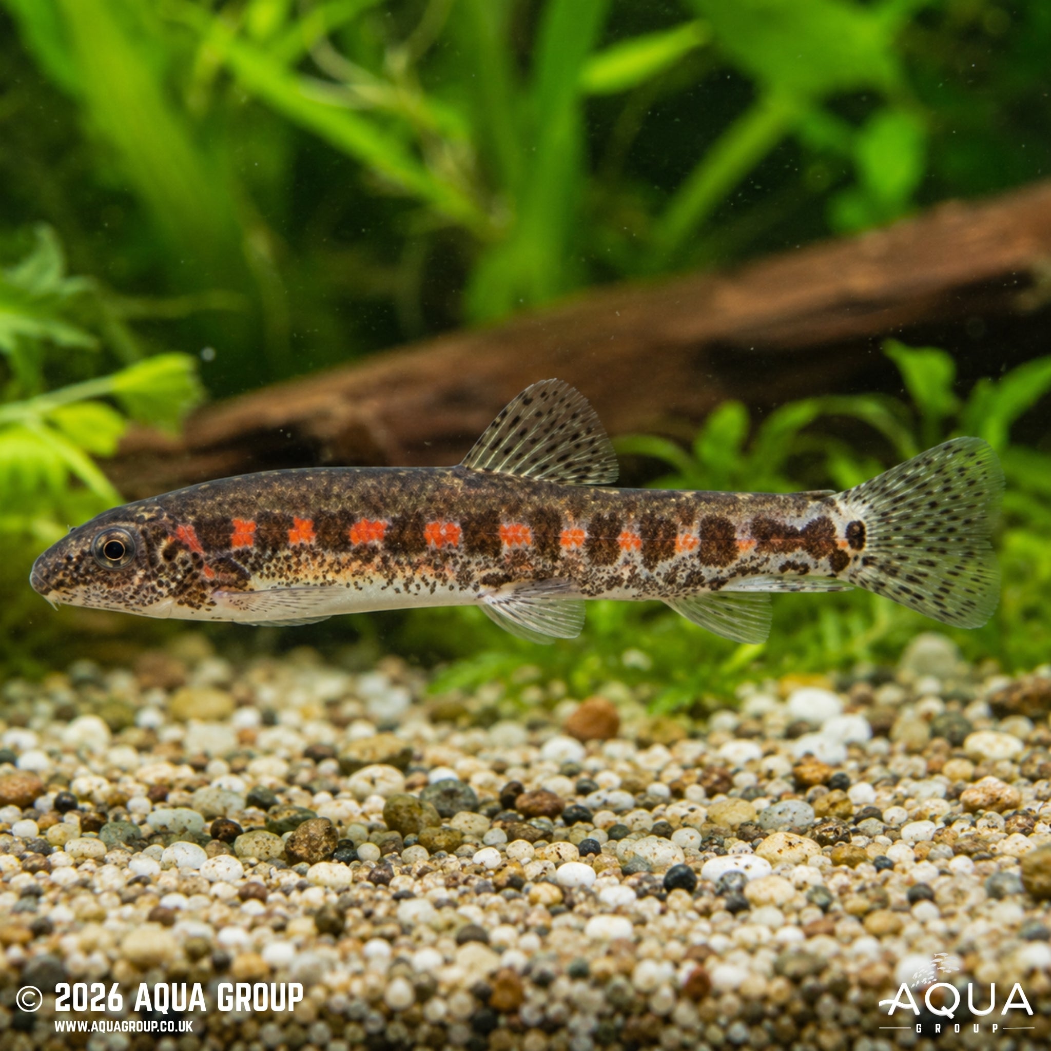 Beautiful Red Spotted Sucker - Erromyzon kalotaenia