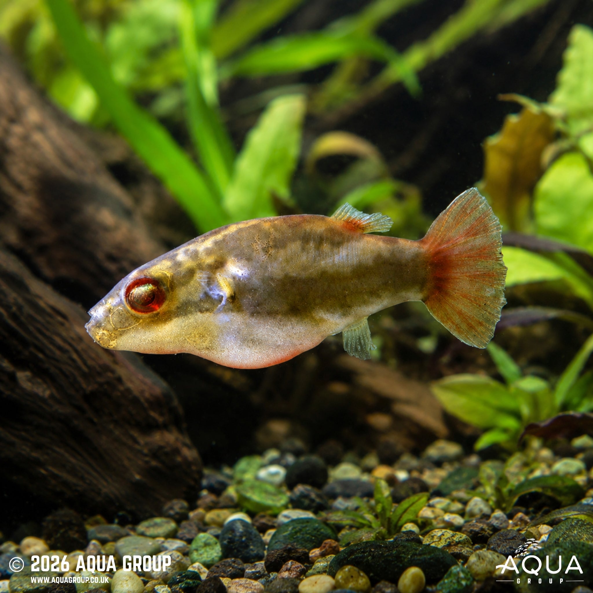 Red-tailed Red-eye Puffer – Carinotetraodon irrubesco