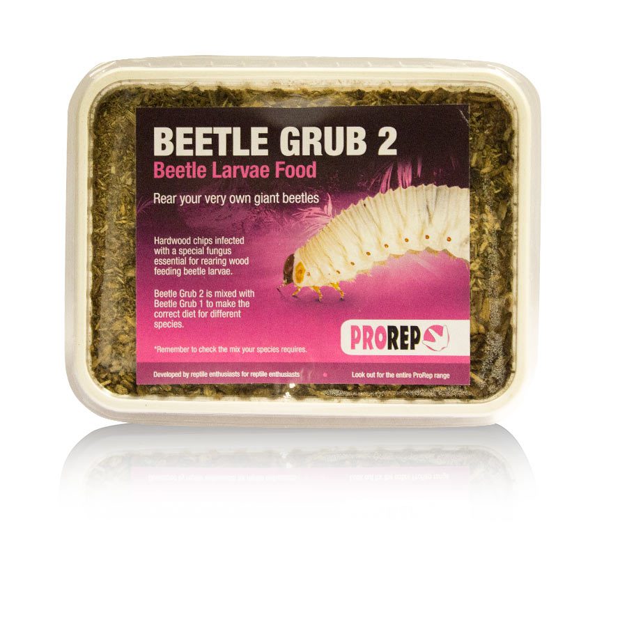 Beetle Grub 2