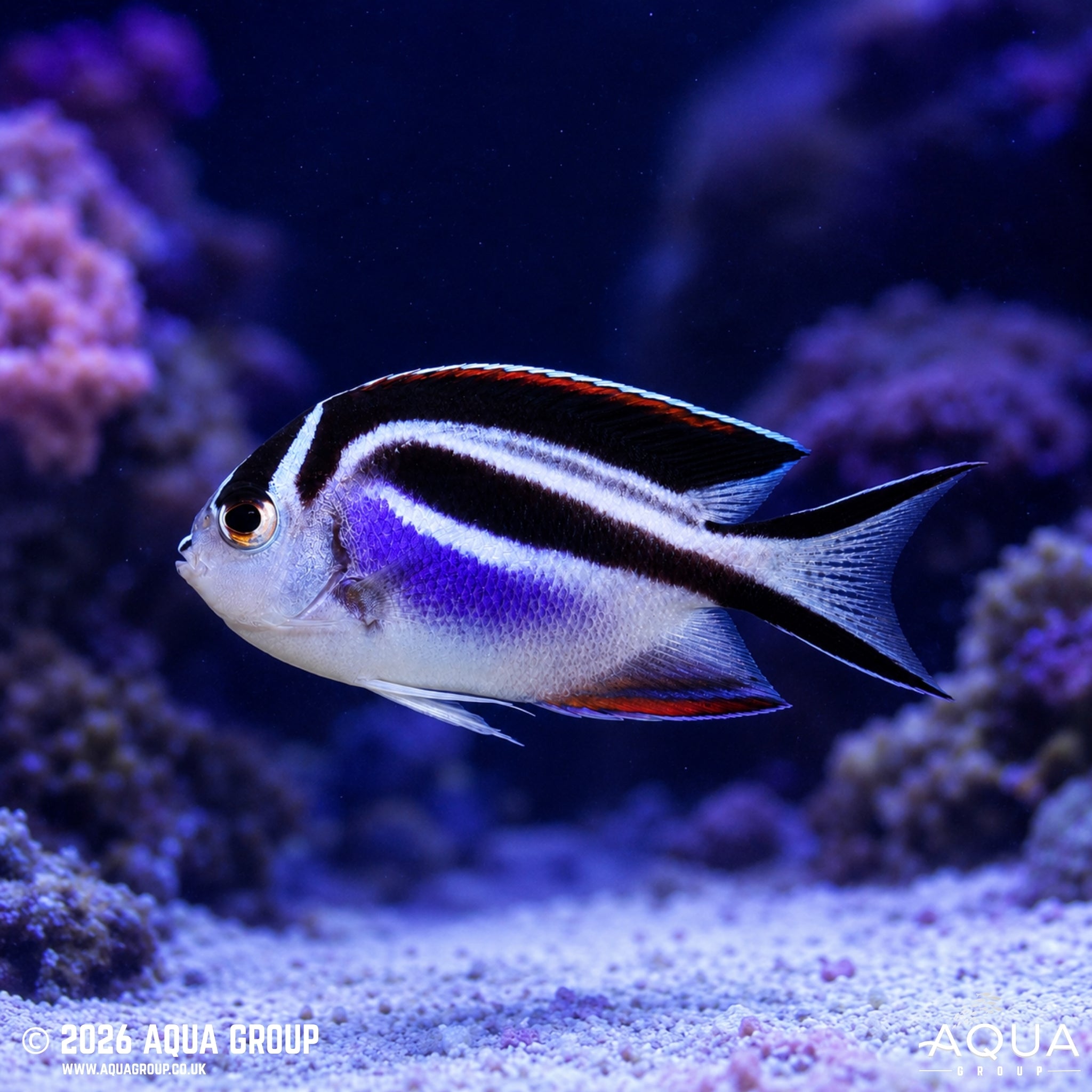 Bellus Angelfish - Genicanthus bellus - Aqua Group