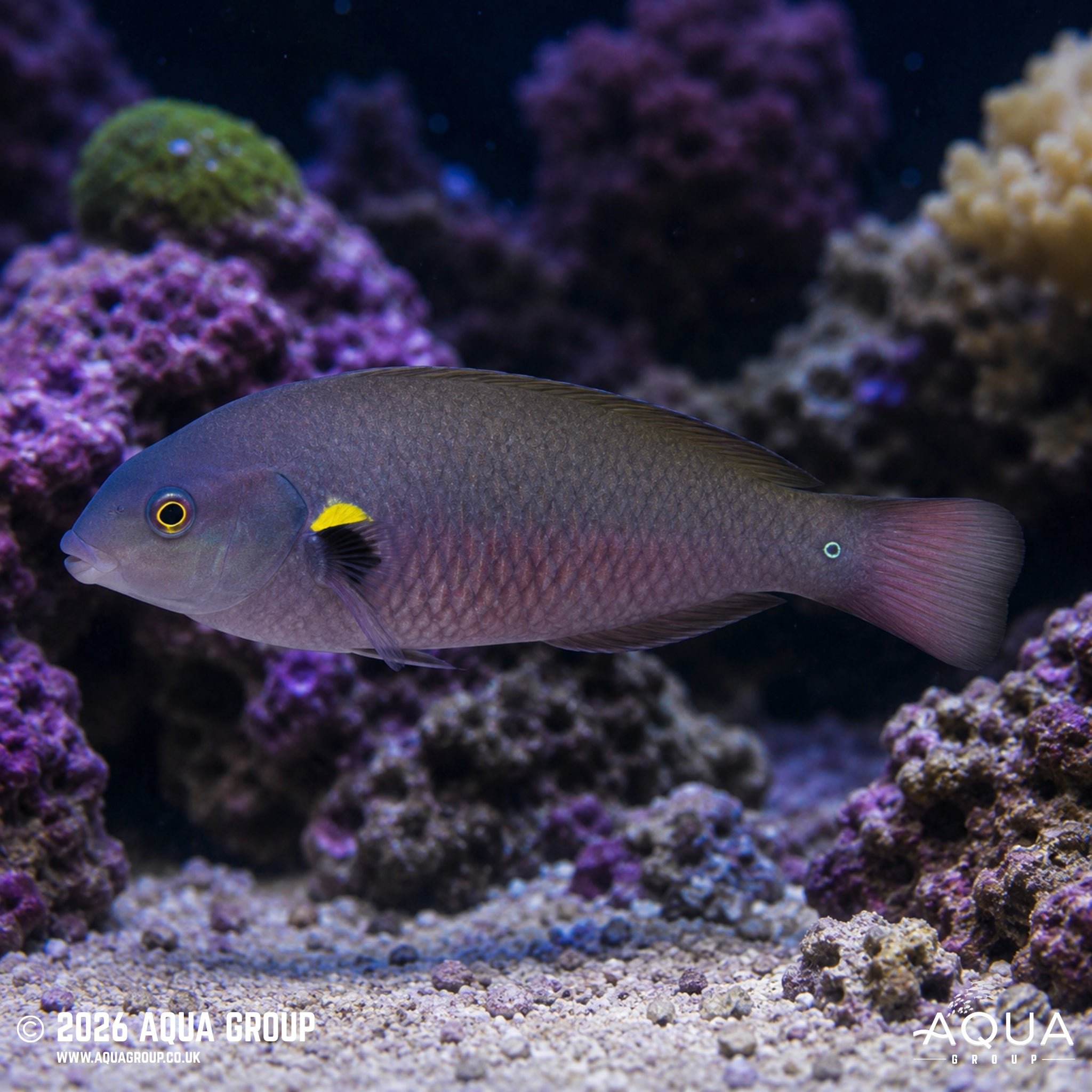 Belted Wrasse - Stethojulis balteata