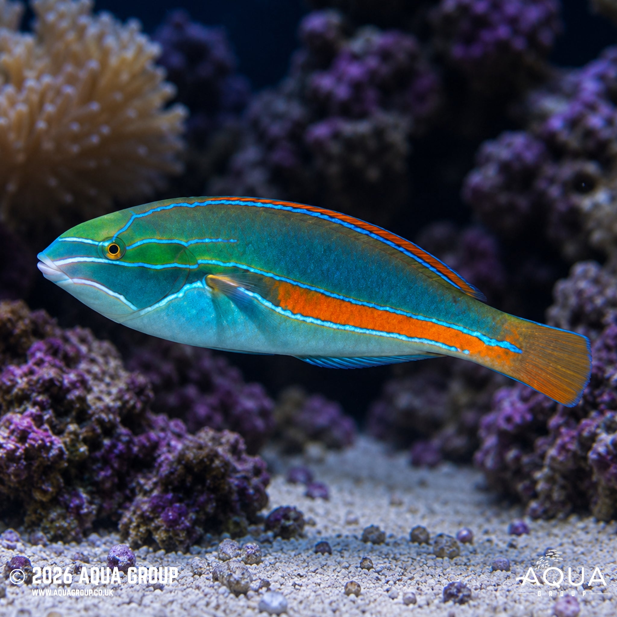 Belted Wrasse - Stethojulis balteata