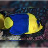 Bicolour Angelfish - Melanesia - Aqua Group