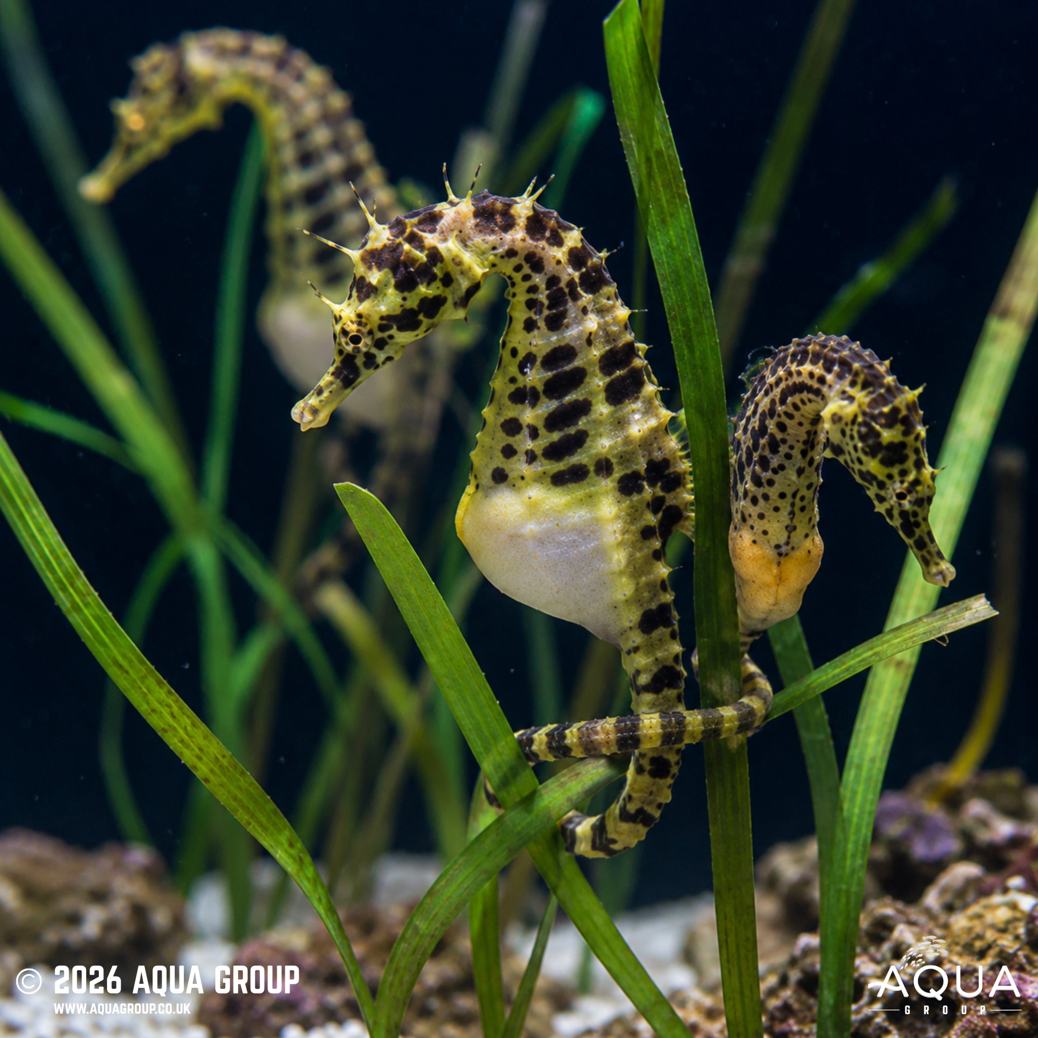 Big Bellied Seahorse - Hippocampus abdominalis