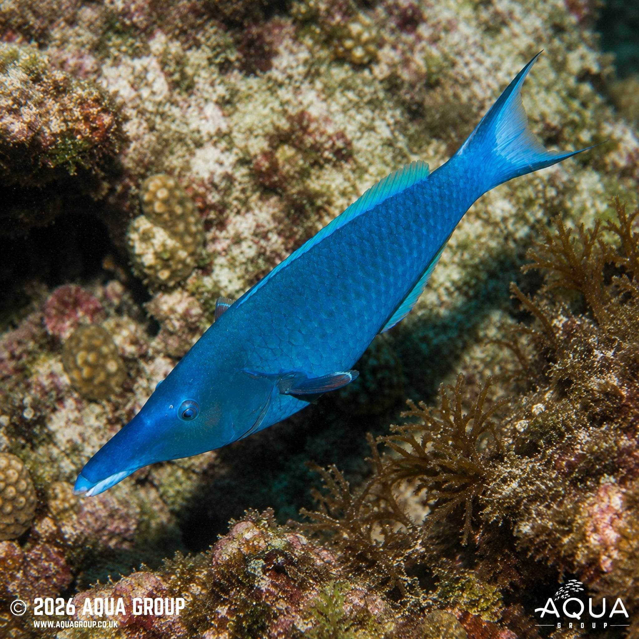 Birdmouth Wrasse - Gomphosus caeruleus
