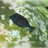 Boxfish - Black