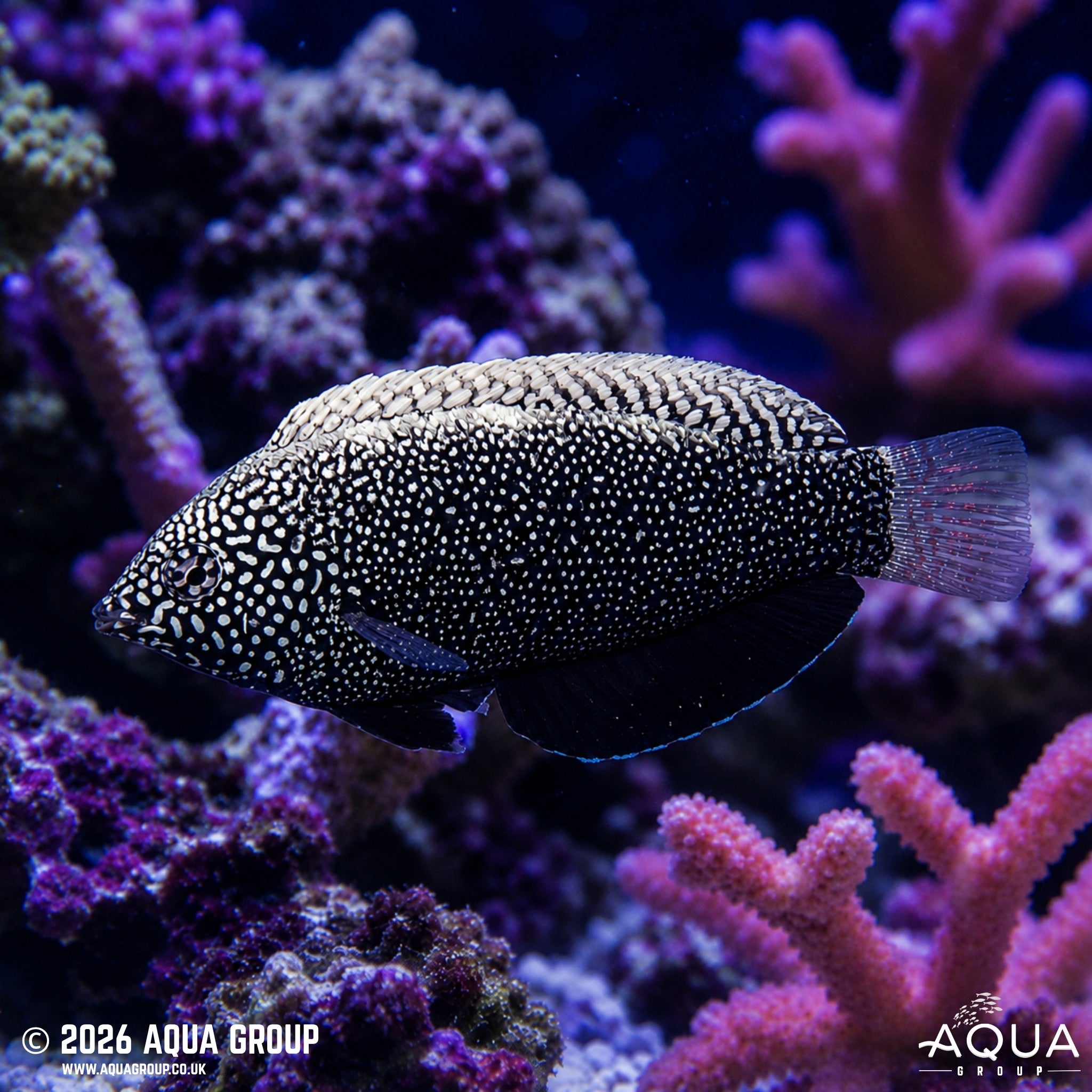 Black Leopard Wrasse - Macropharyngodon negrosensis - Aqua Group