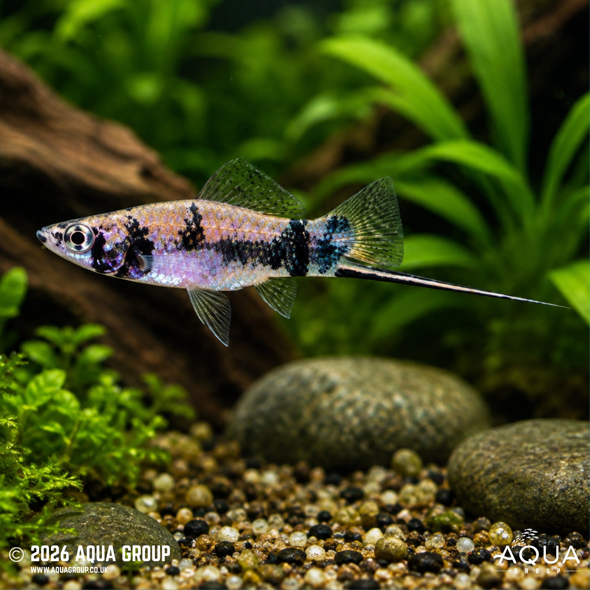 Black Marble Swordtail - Xiphophorus hellerii