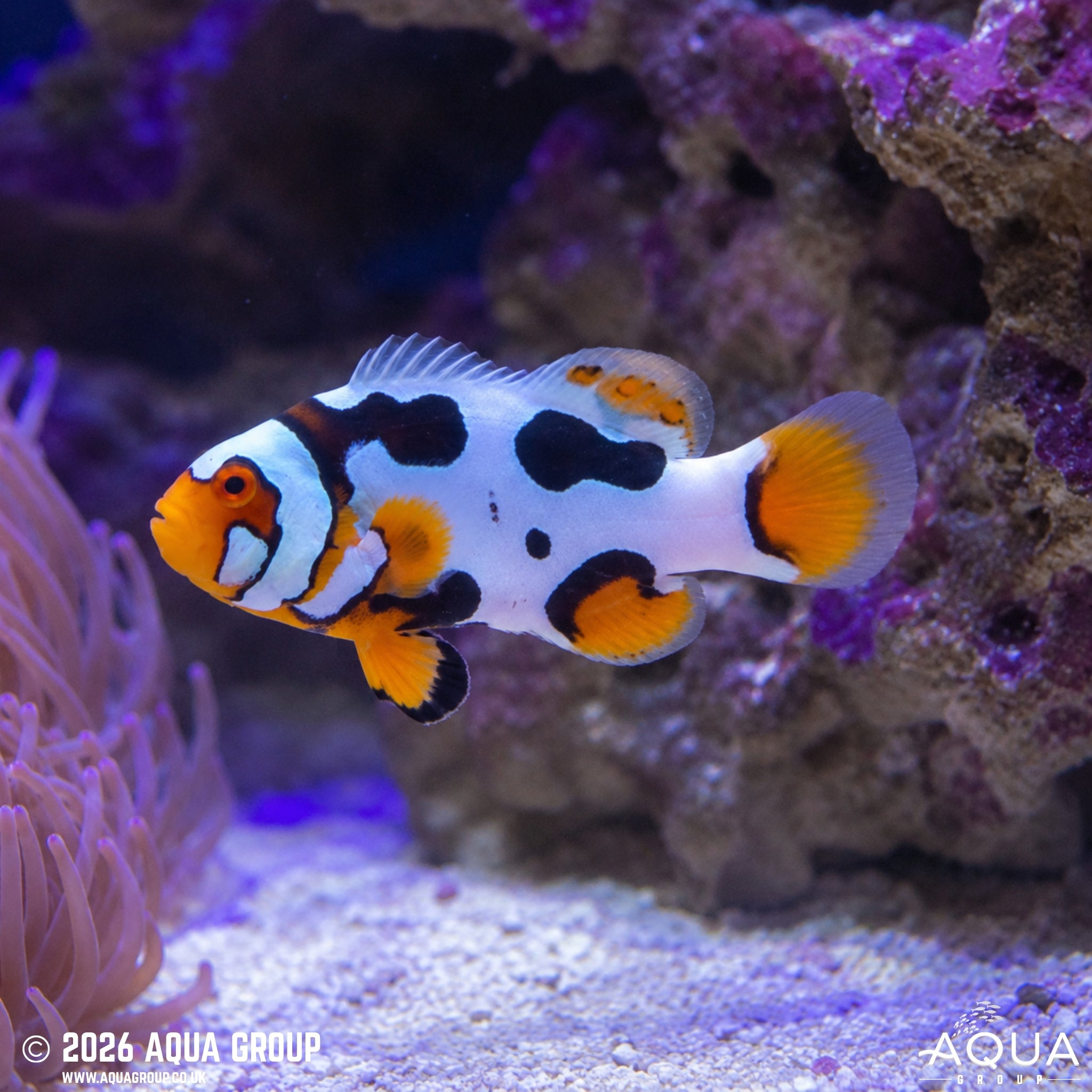 Black Mask Picasso Clownfish - Amphiprion percula