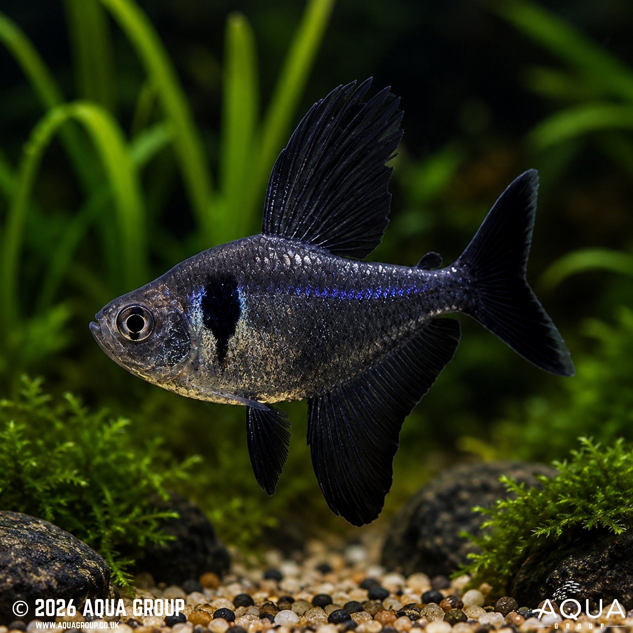 Black Phantom Tetra - Megalamphodus megalopterus - Aqua Group