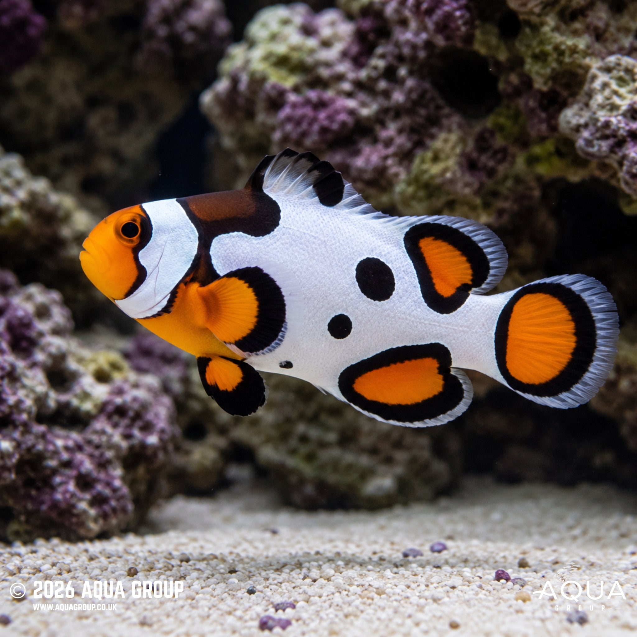 Black Picasso Clownfish - Amphiprion ocellaris