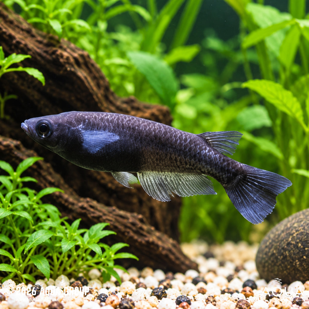 Black Rice Fish - Oryzias latipes