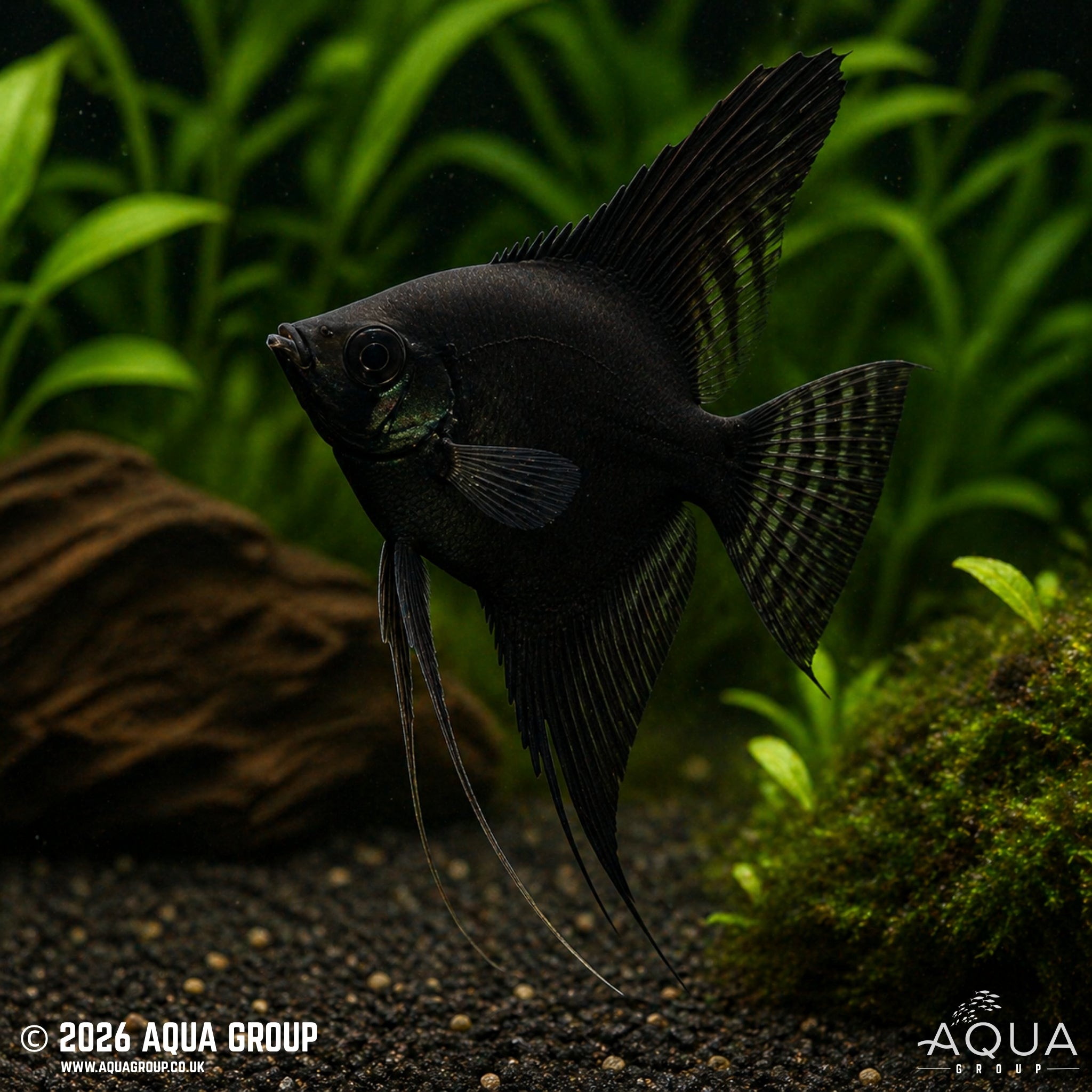 Black Angelfish - Pterophyllum scalare