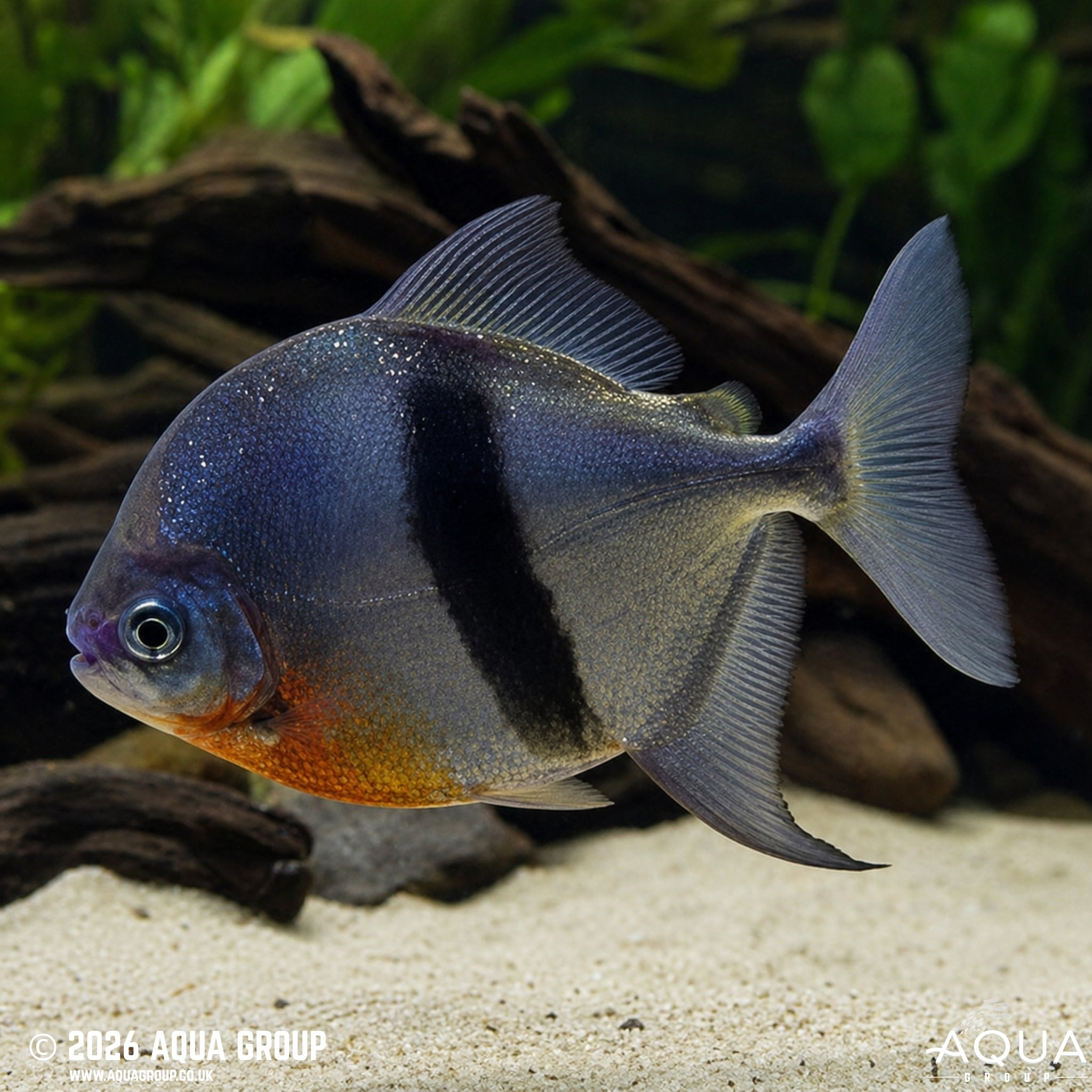 Black Barred Metynis - Myleus schomburgkii