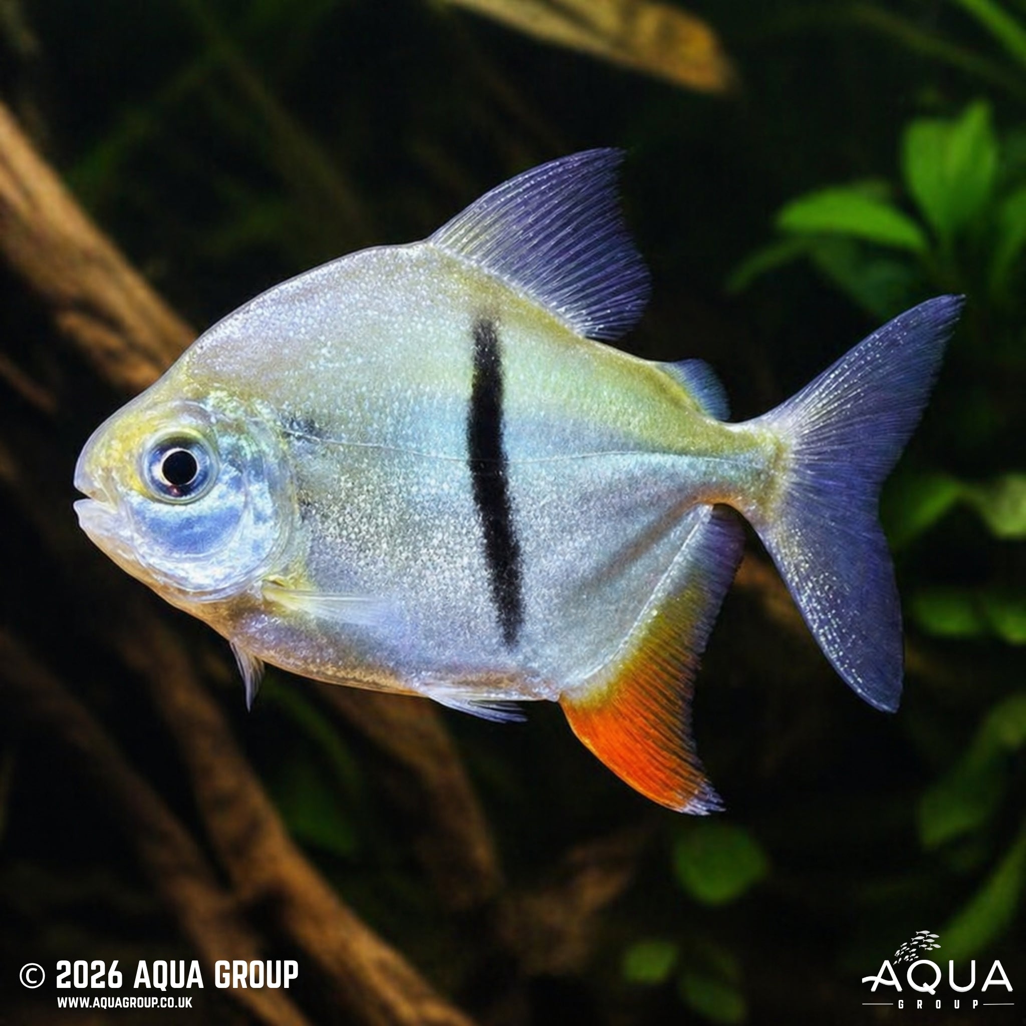Black Barred Metynis - Myleus schomburgkii