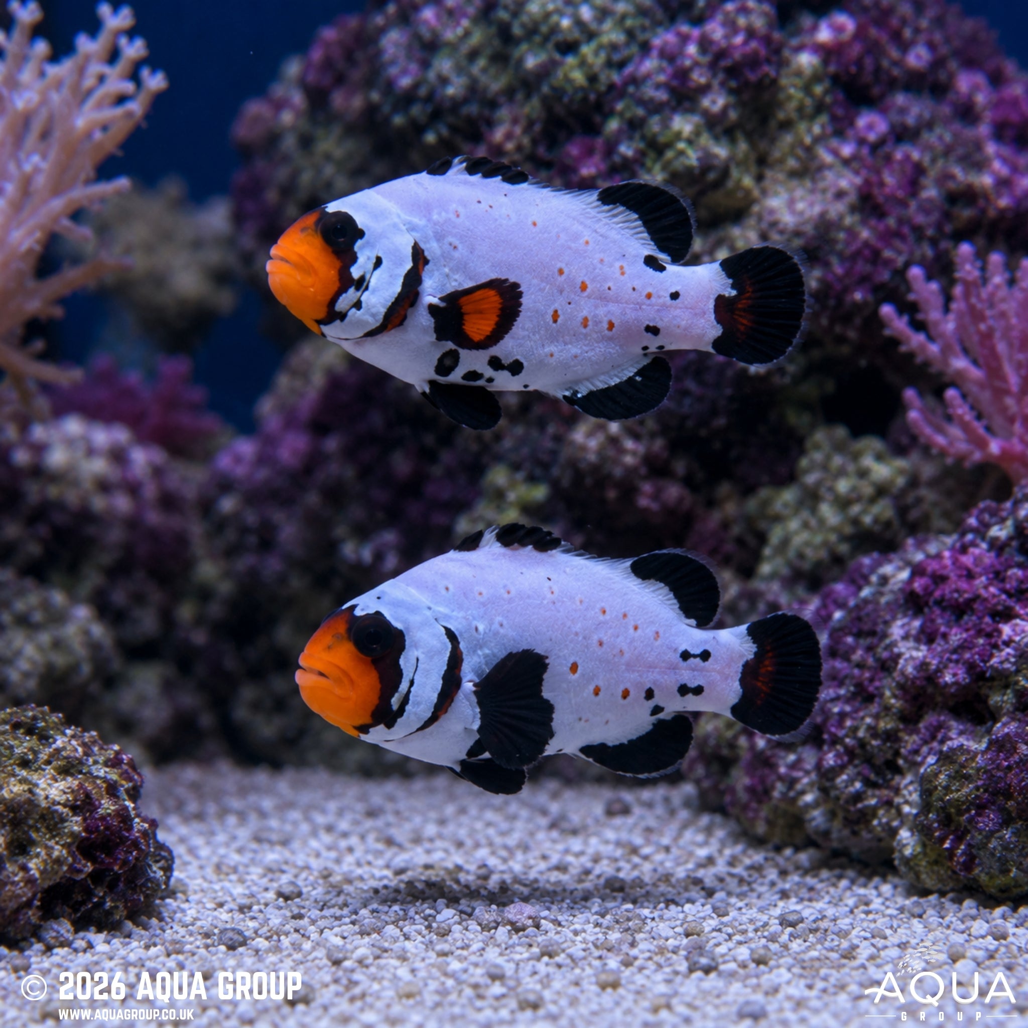 Black Frostbite Clownfish - Amphiprion ocellaris