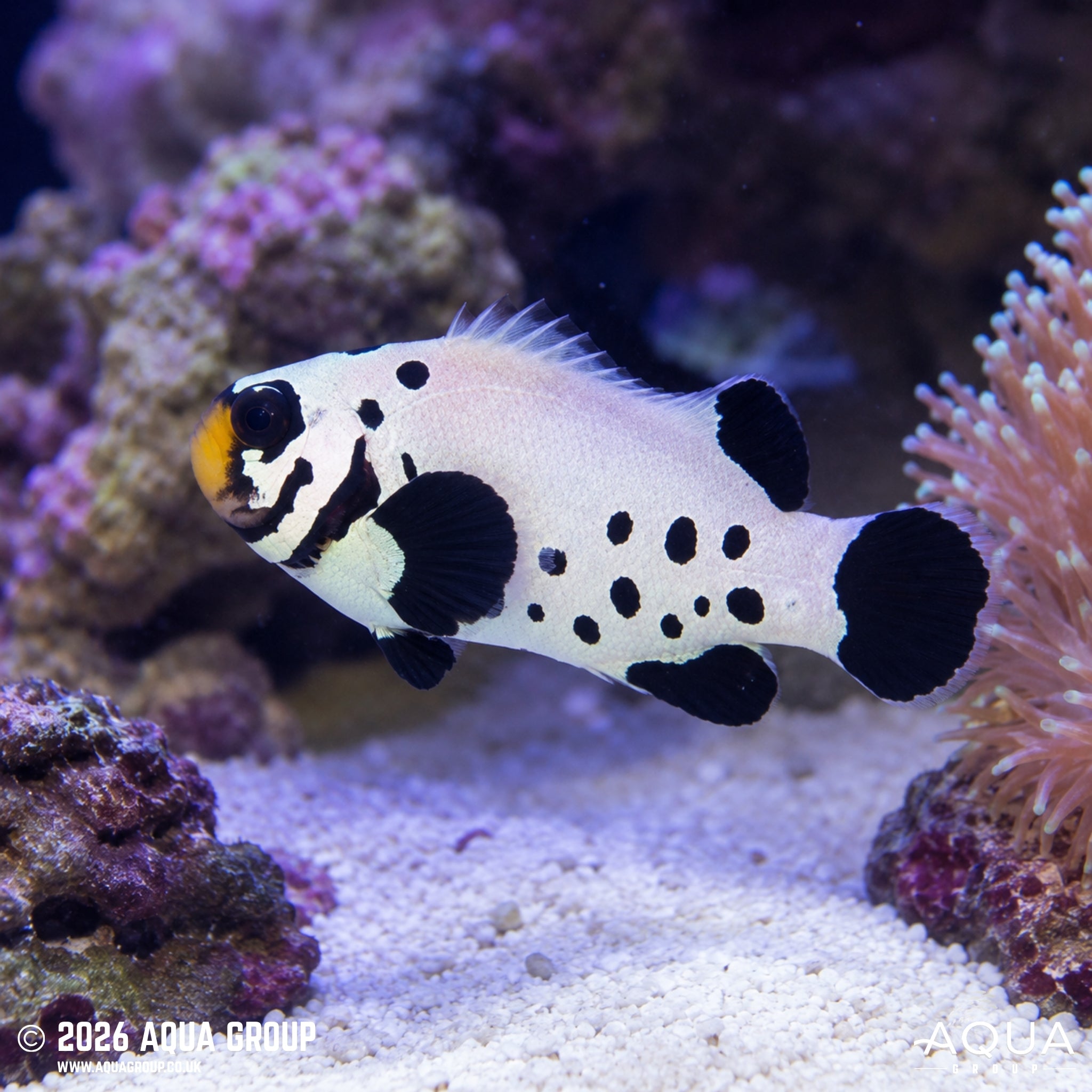 Black Frostbite Clownfish - Amphiprion ocellaris