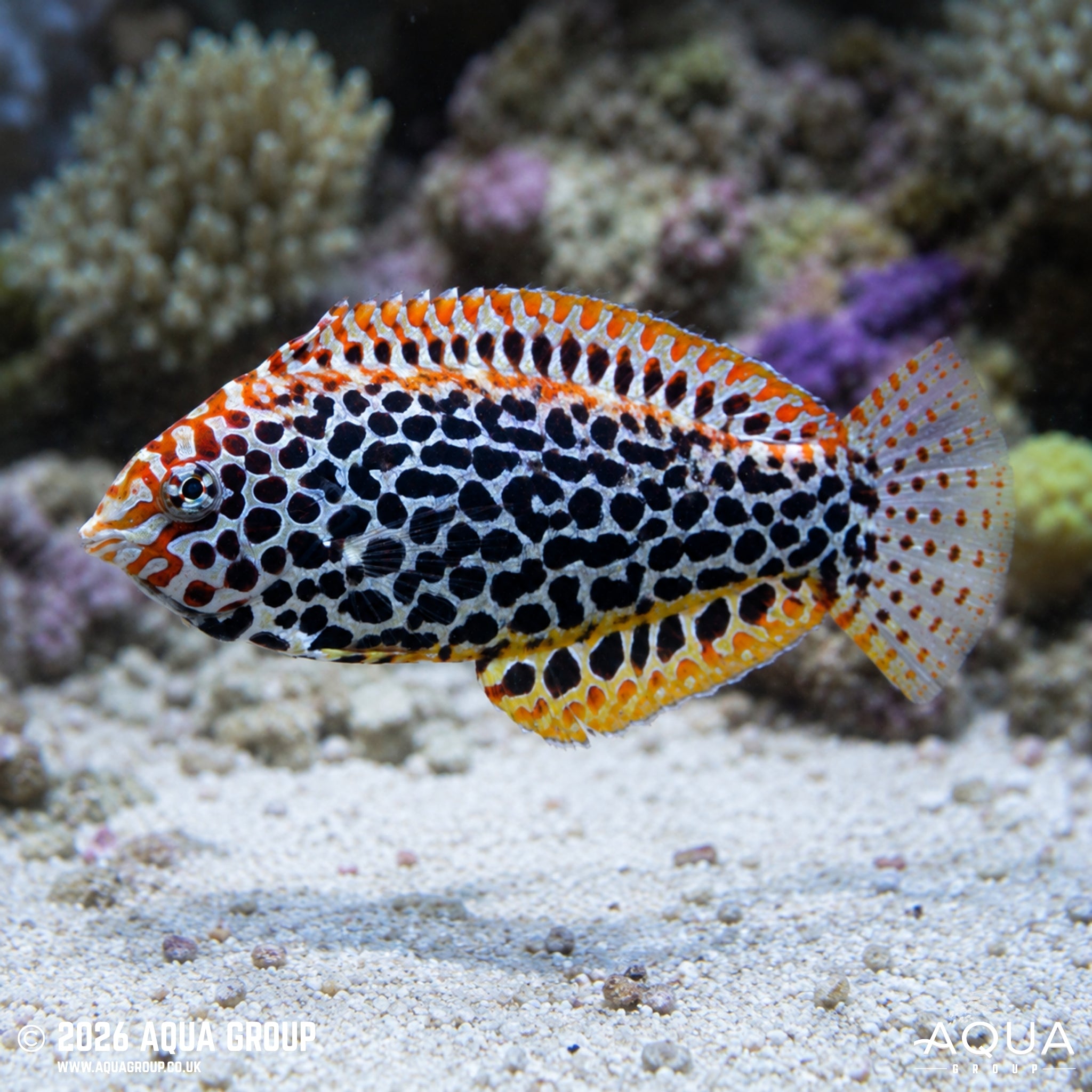 Black Spotted Leopard Wrasse - Macropharyngodon meleagris - Aqua Group