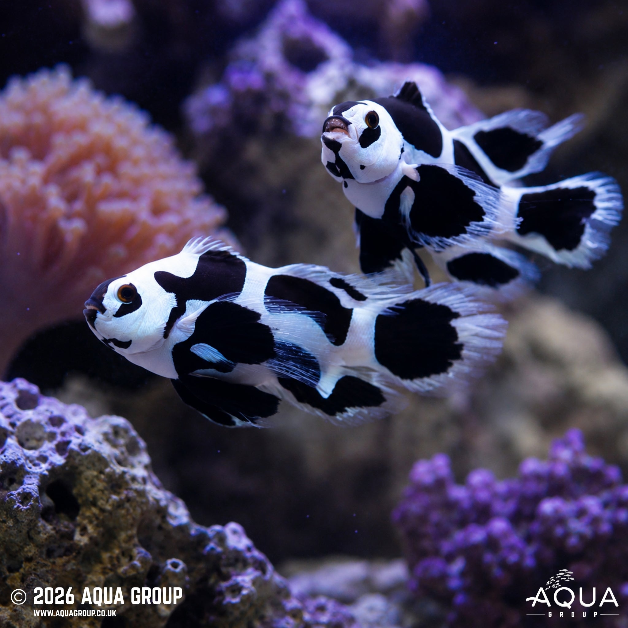 Black Storm Longfin Clownfish - Amphiprion ocellaris