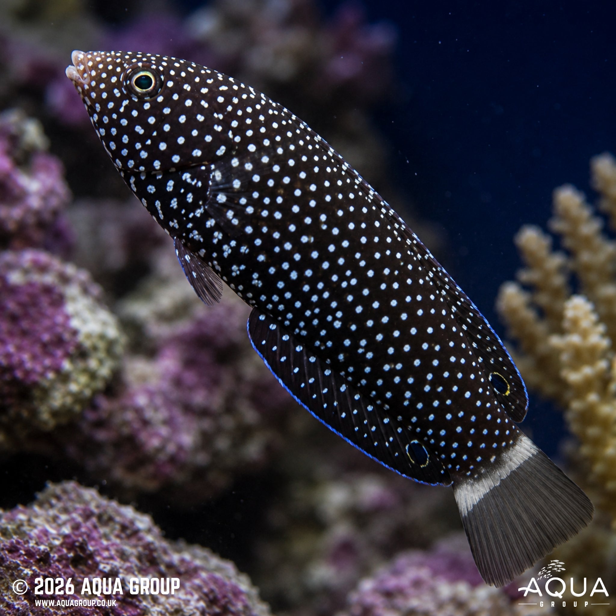 Black Tail Tamarin Wrasse - Anampses chrysocephalus - Aqua Group