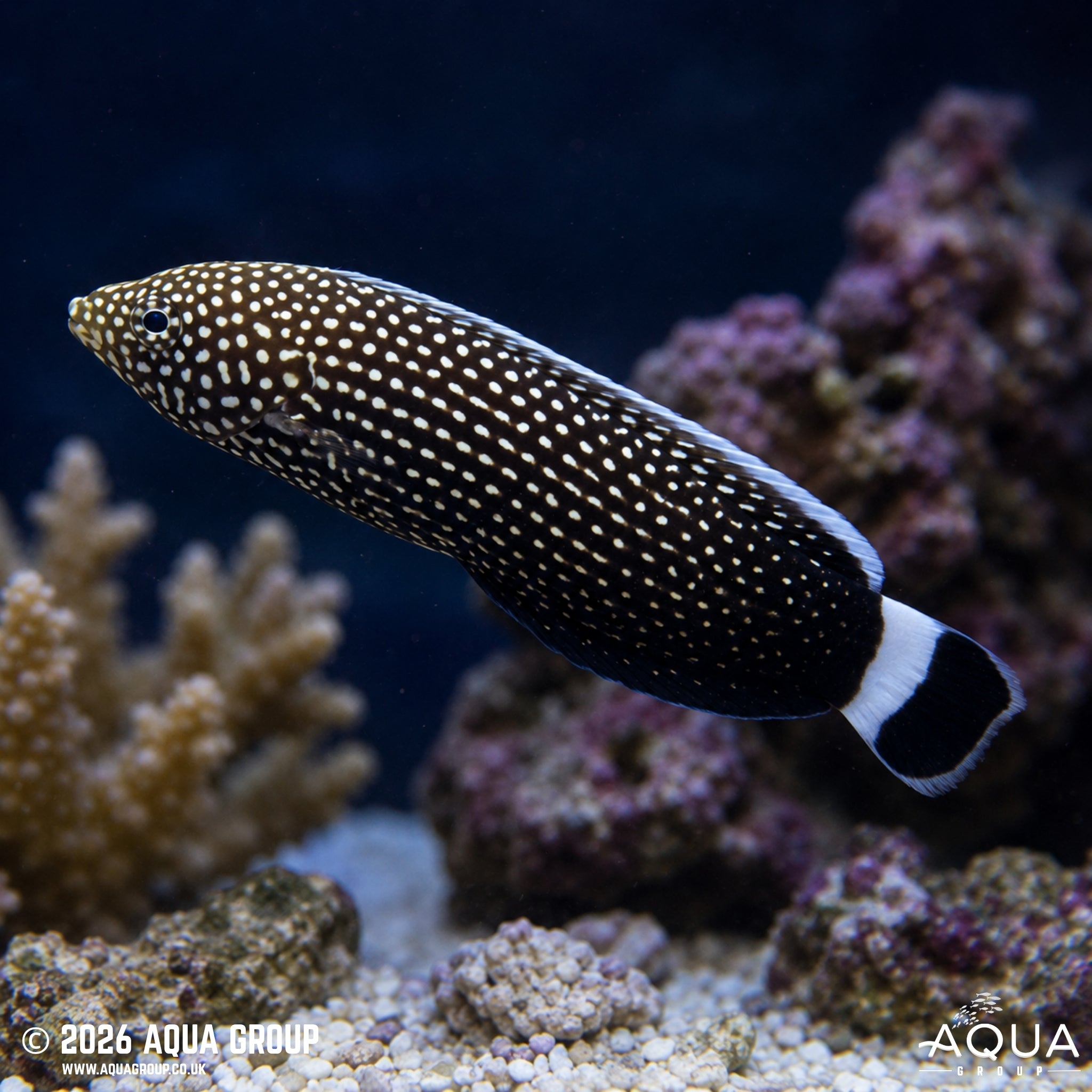 Black Tail Tamarin Wrasse - Anampses chrysocephalus - Aqua Group
