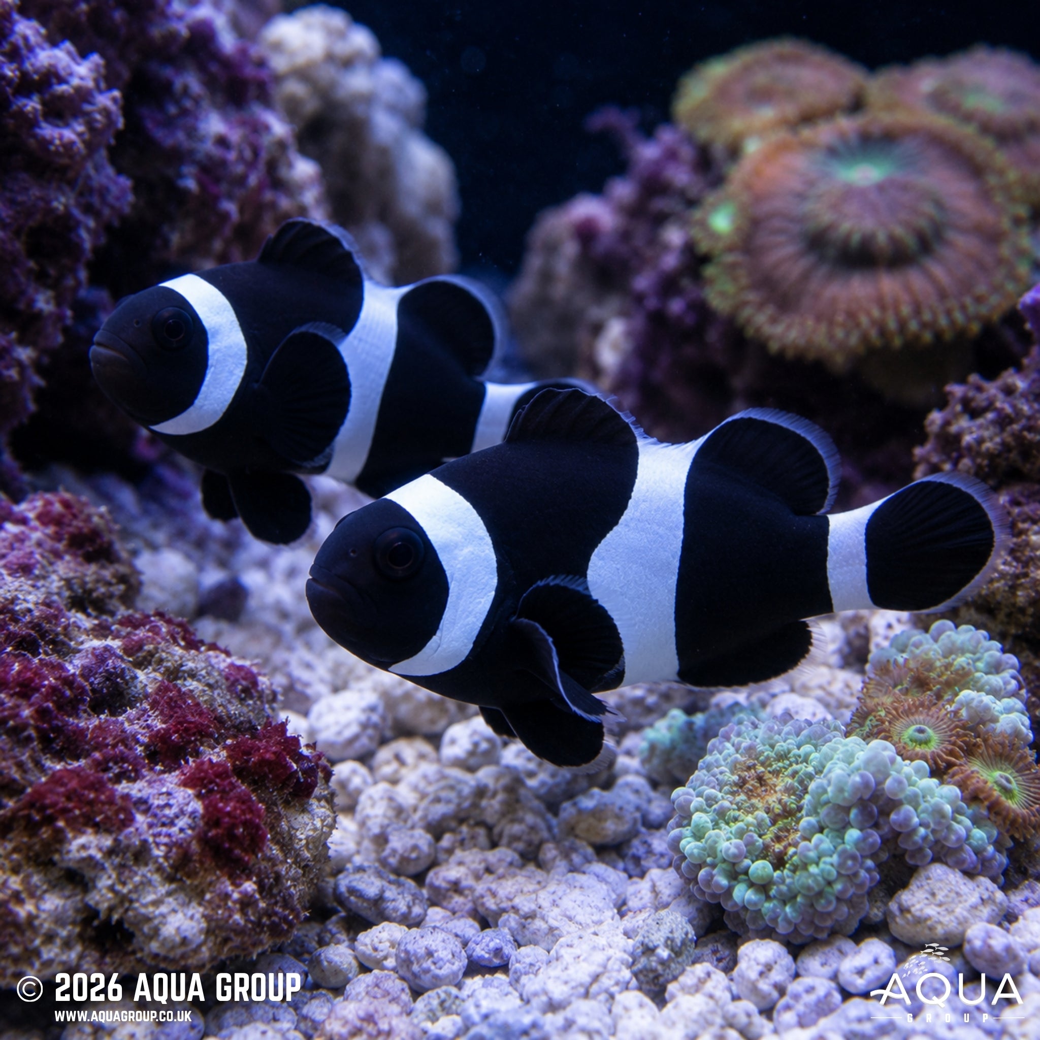 Black & White Clownfish - Amphiprion ocellaris
