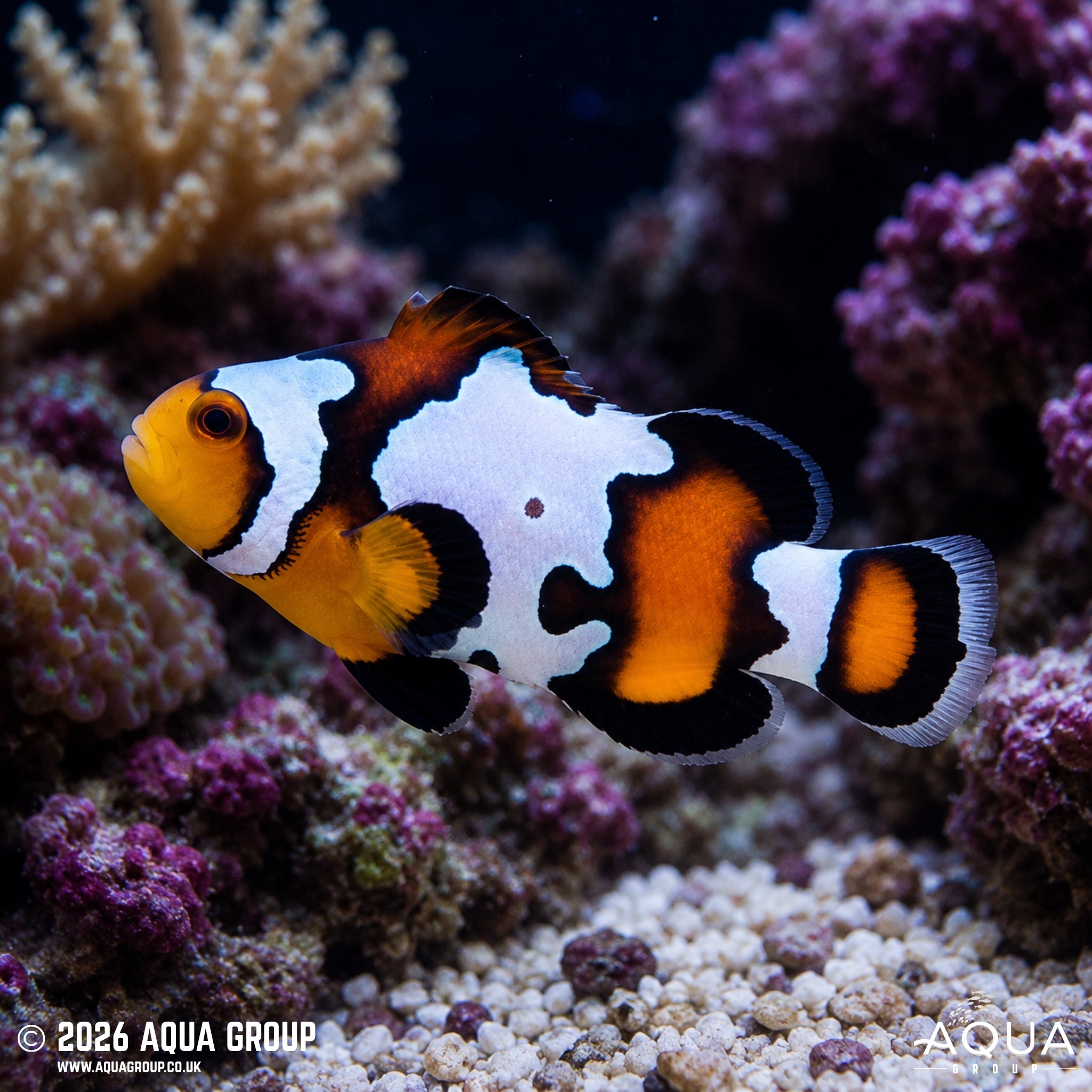 Black Ice Snowflake Clownfish - Amphiprion ocellaris