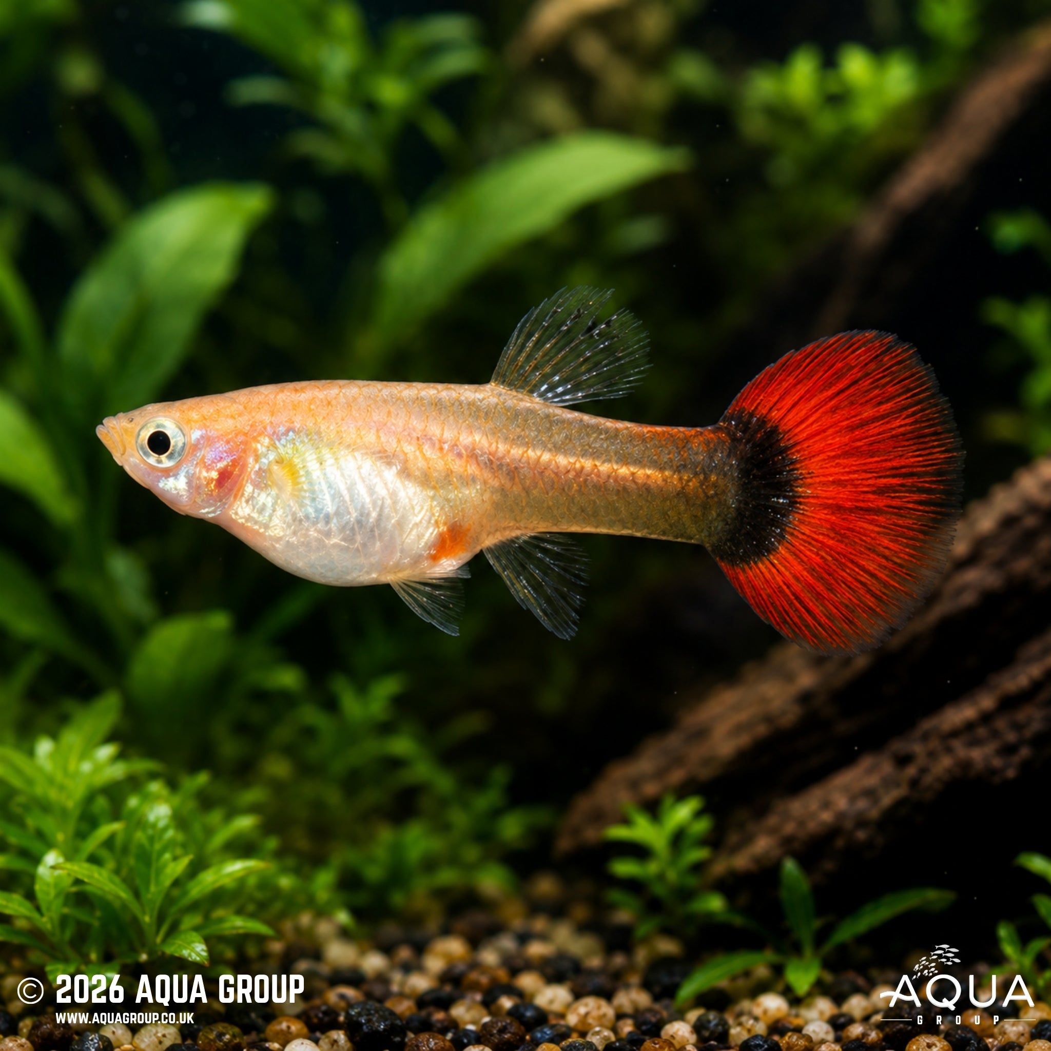 Blonde/Red Tuxedo Guppy - Poecillia reticulata