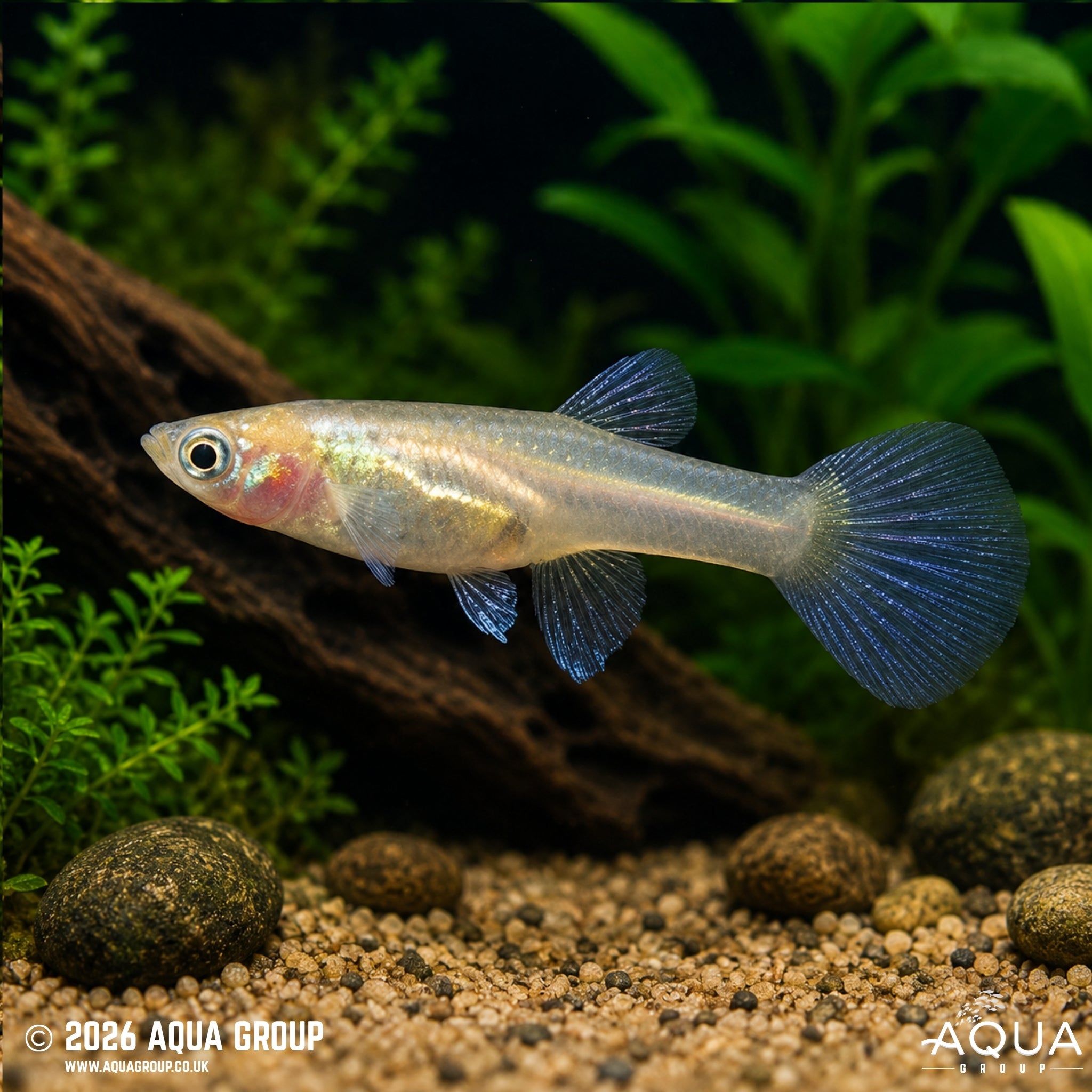Blonde Japan Blue/Red Double Sword Guppy - Poecilia reticulata