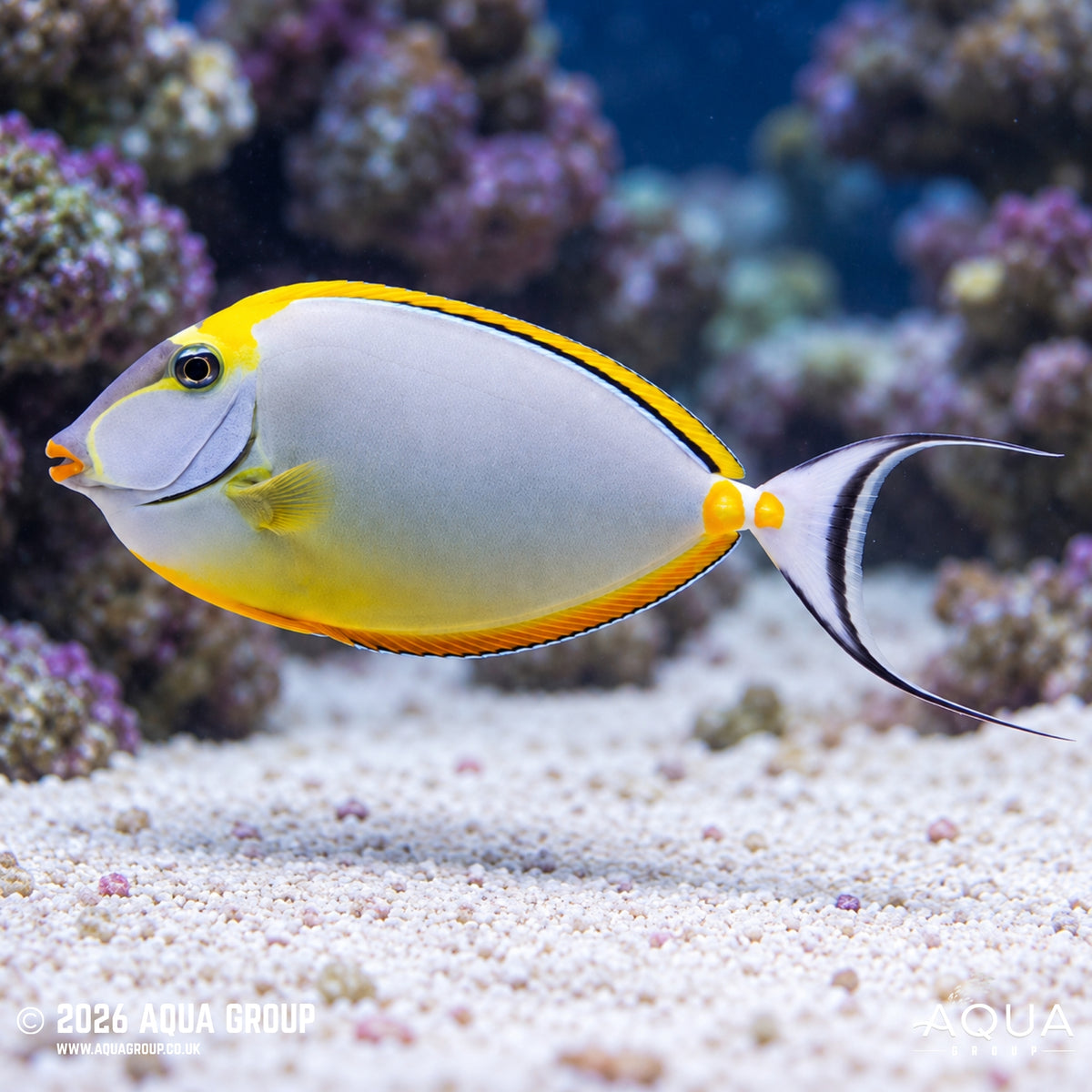 Blonde Lipstick Naso Tang - Naso elegans - Aqua Group