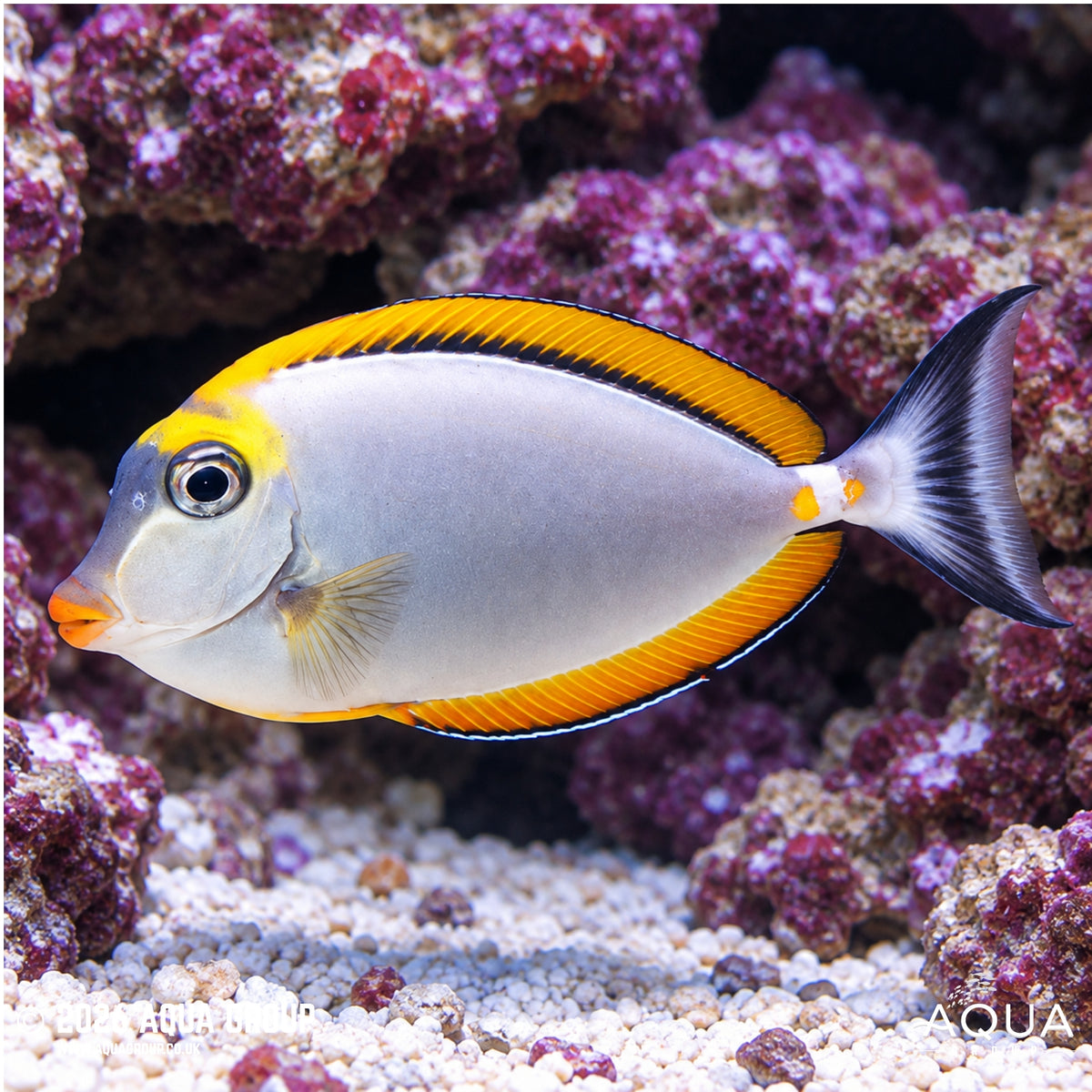 Blonde Lipstick Naso Tang - Naso elegans