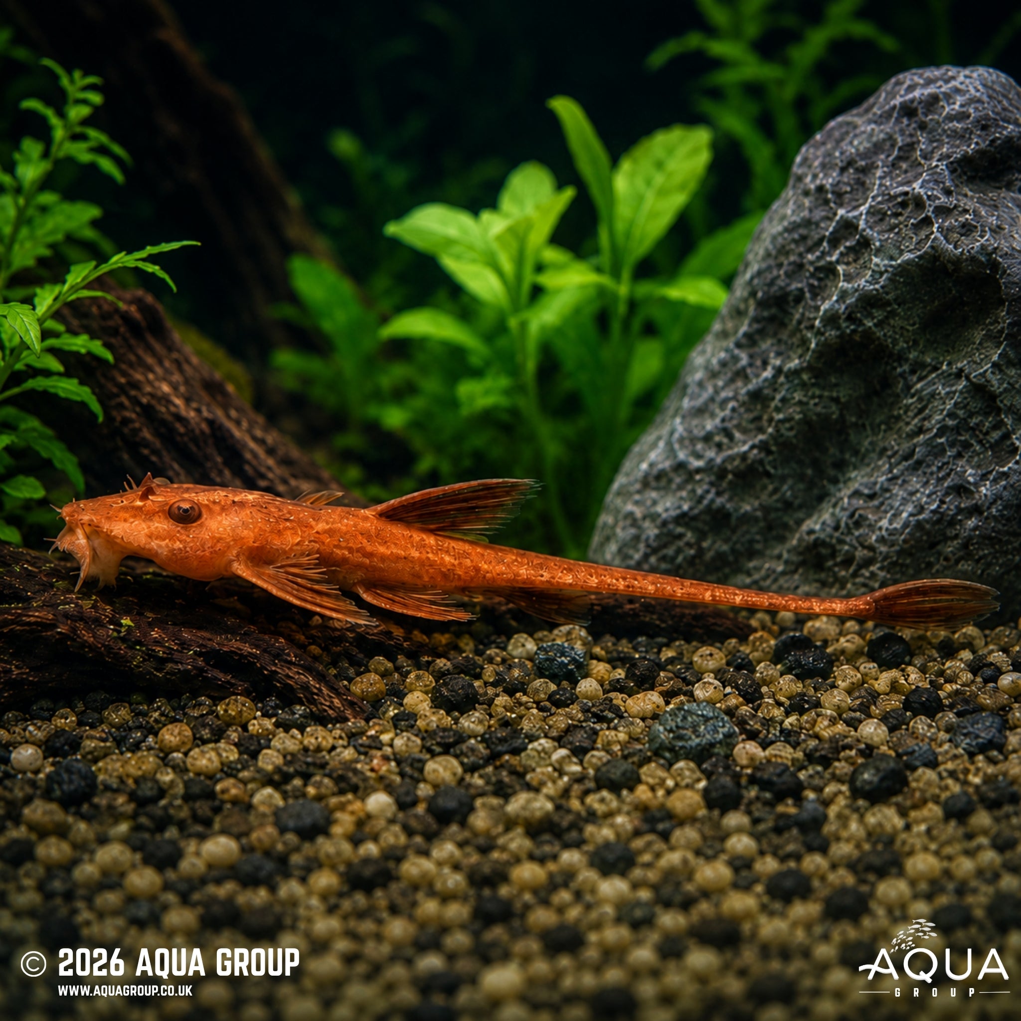 Blood Red Whiptail Catfish - Rineloricaria sp.
