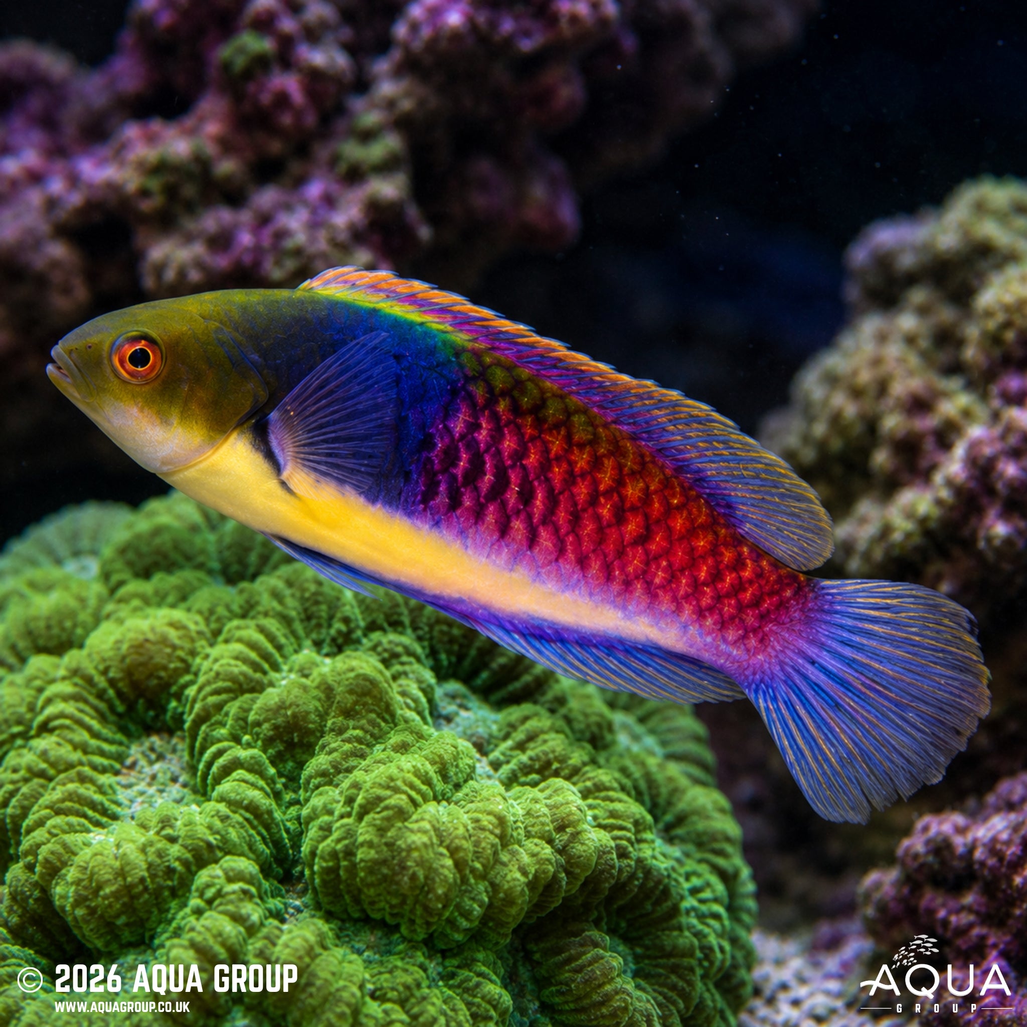 Blue-Sided Fairy Wrasse - Cirrhilabrus cyanopleura