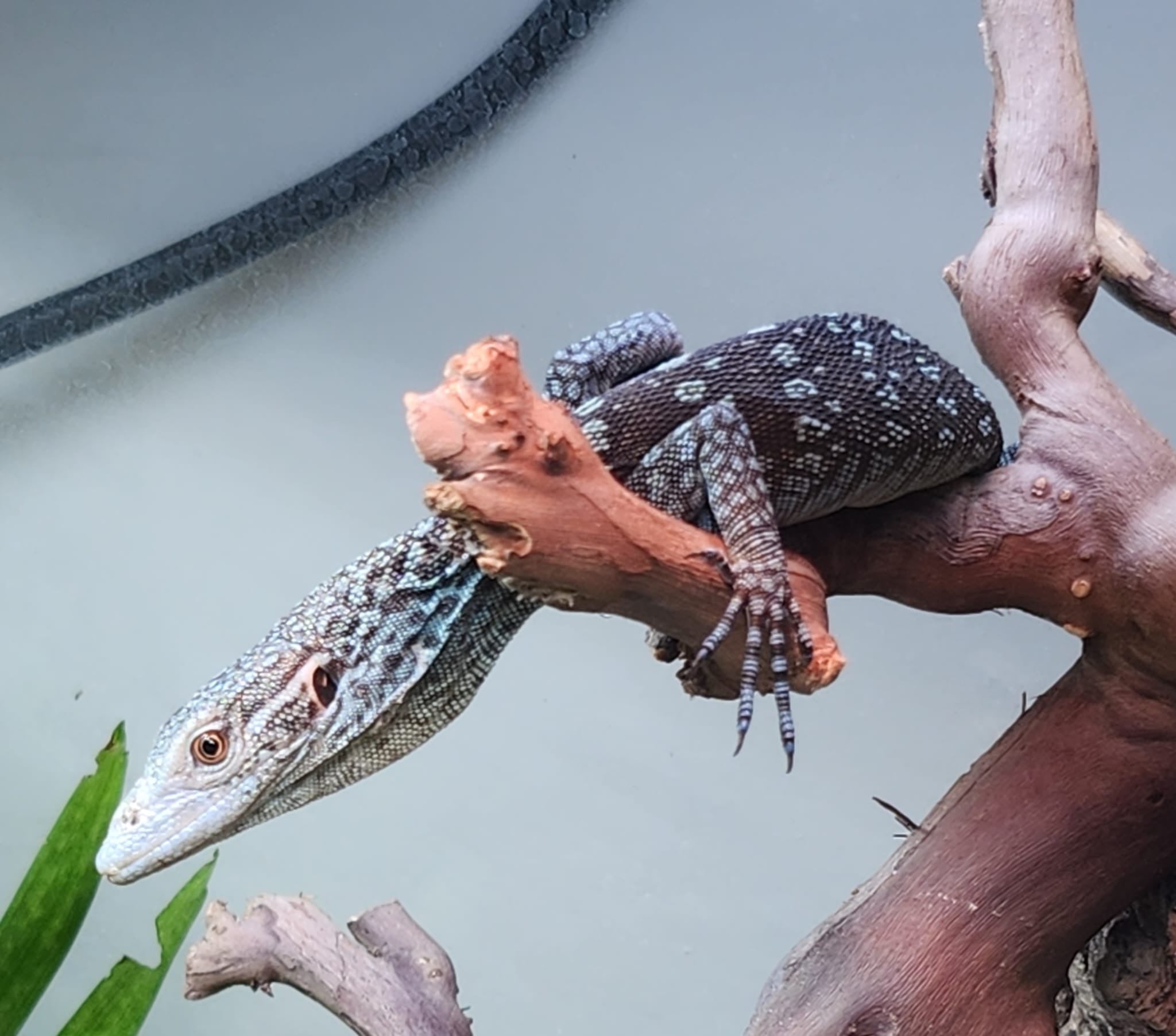 Blue Tree Monitor (V.Macraei)