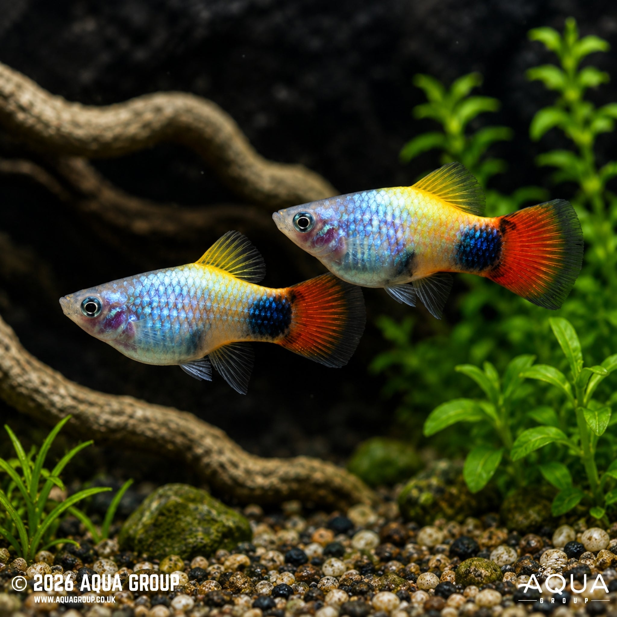 Blue Butterfly Moon Platy - Xiphophorus maculatus