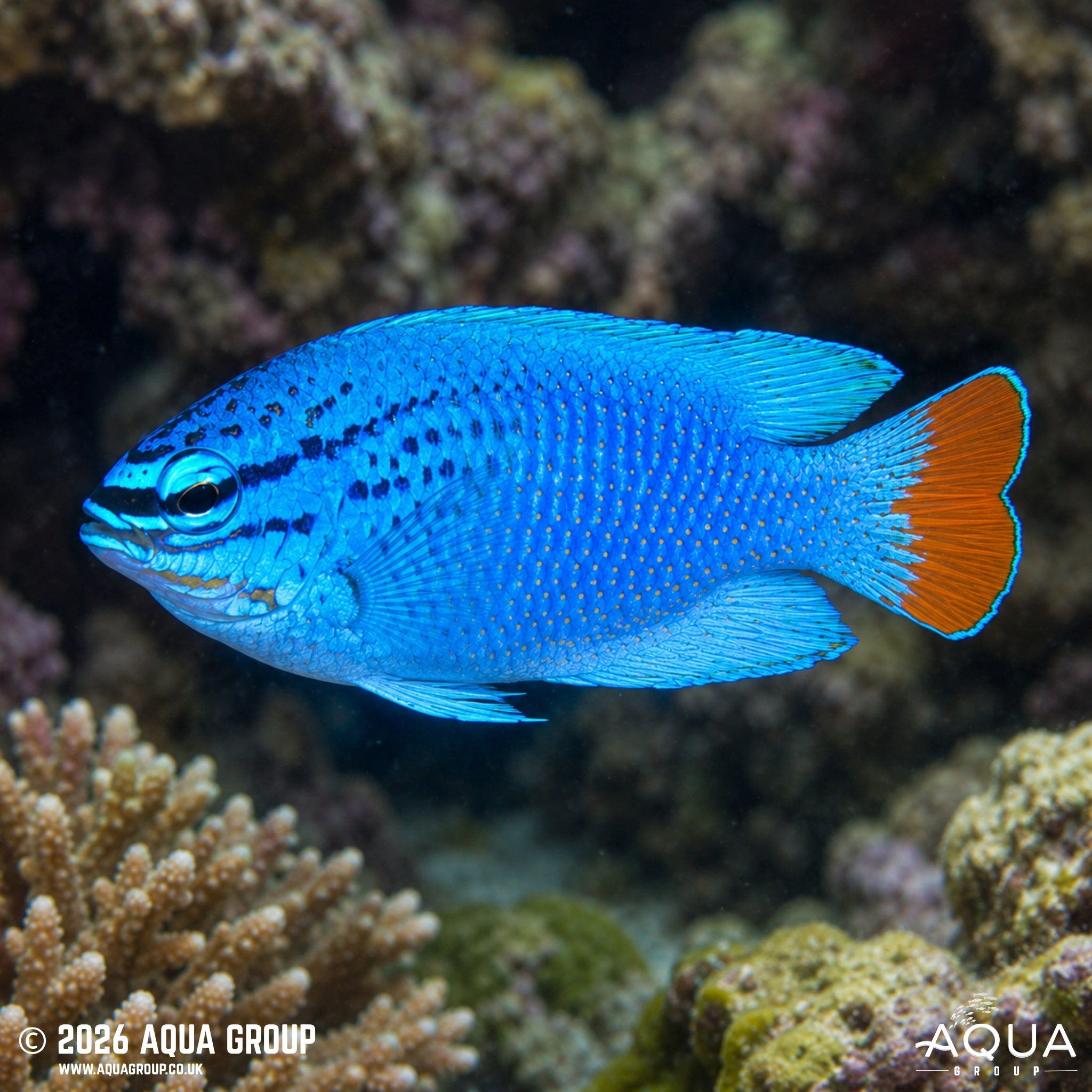 Blue Devil Damsel - Chrysiptera cyanea