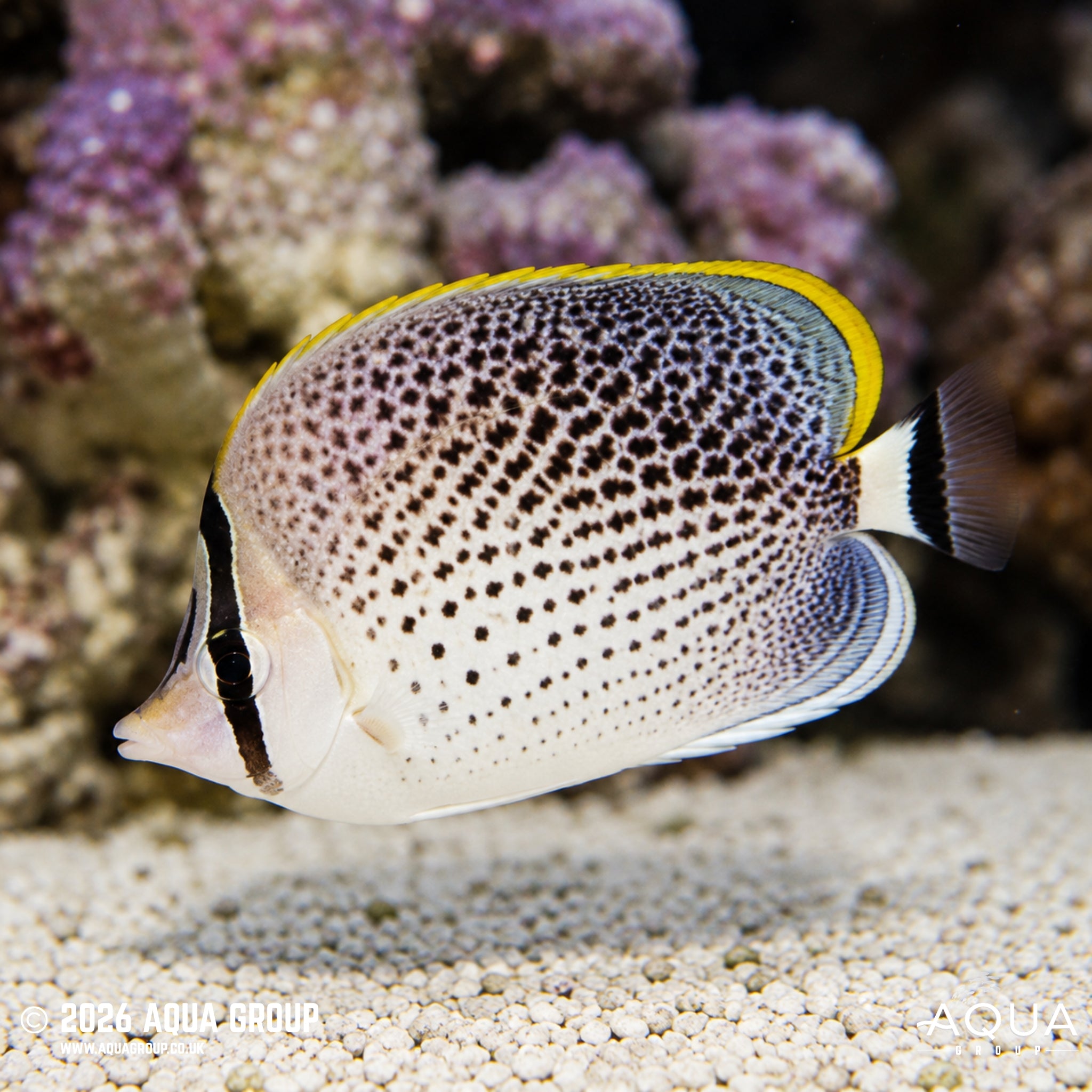 Blue Dot-Dash Butterflyfish -Chaetodon guttatissimus