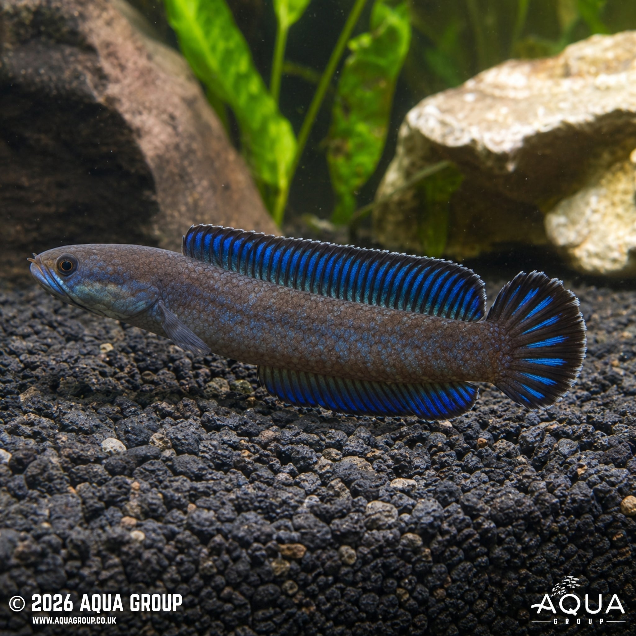 Blue Dwarf Snakehead - Channa andrao