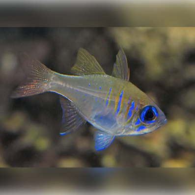 Blue Eye Cardinal- Leptocanthus