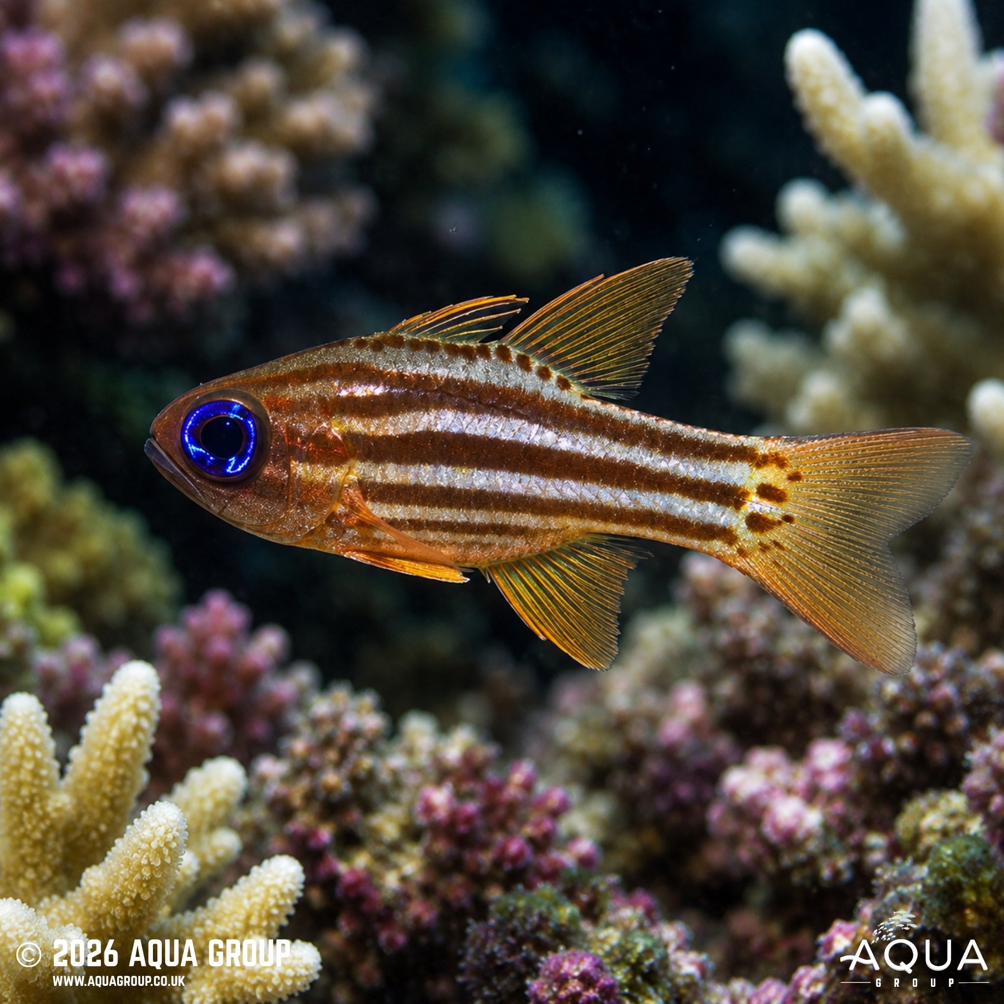 Blue Eye Cardinalfish - Ostorhinchus compressus