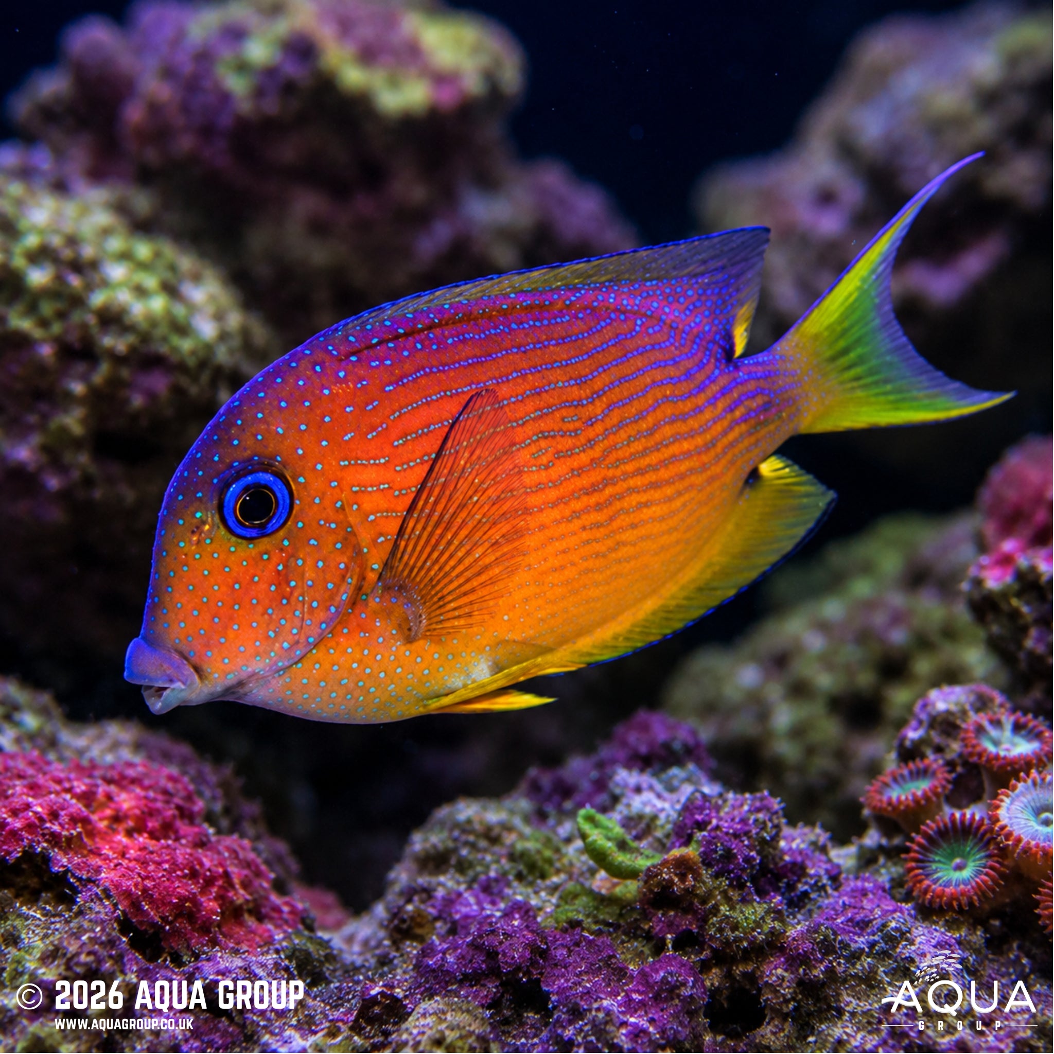 Blue Eye Kole Tang - Ctenochaetus binotatus - Aqua Group