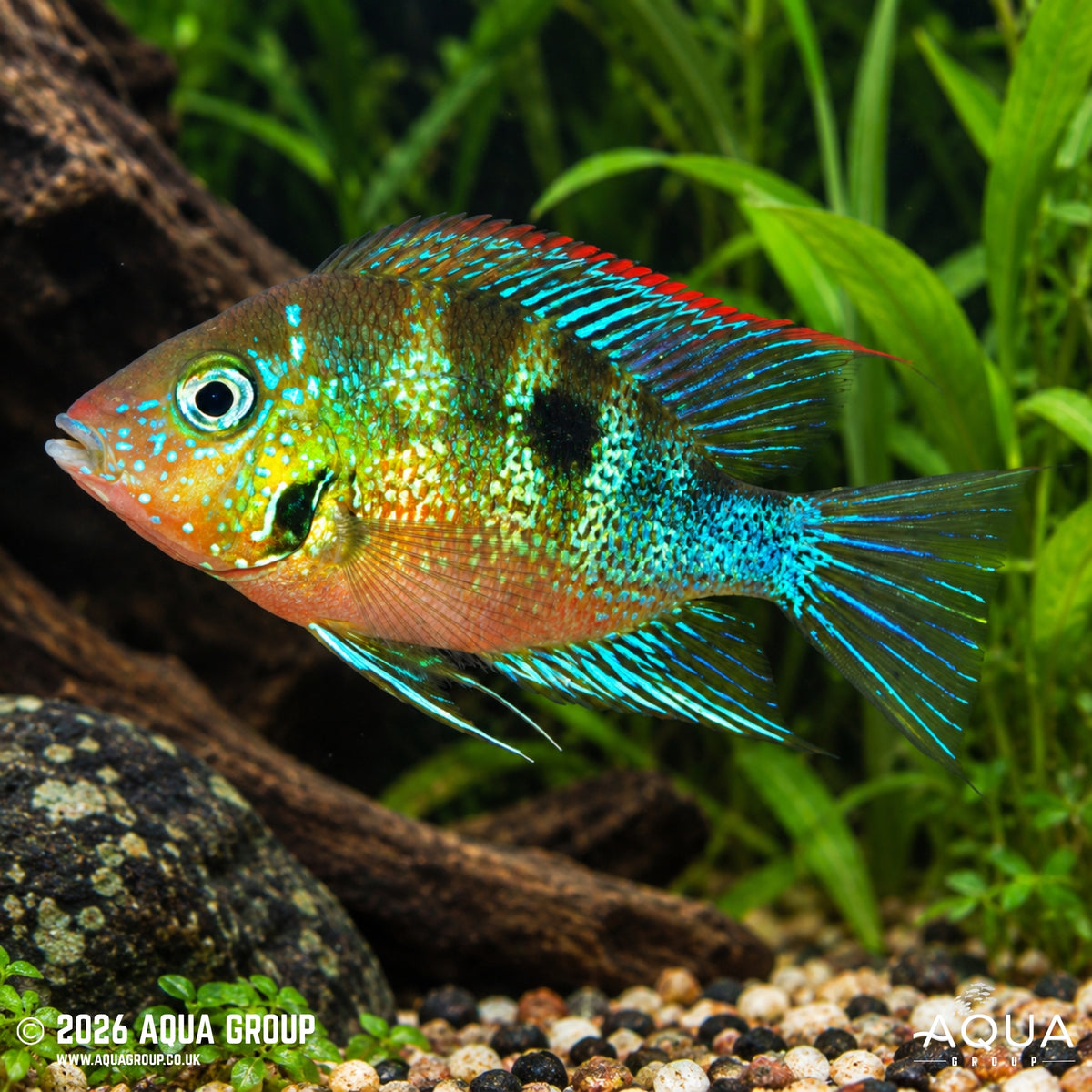 Blue Flash Firemouth - Thorichthys aureus