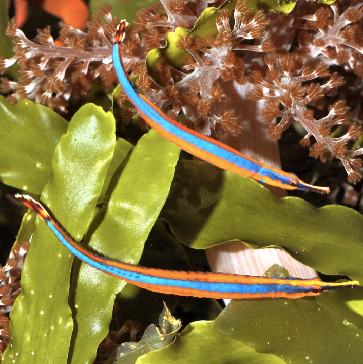 Pipefish - Blue - Aqua Group