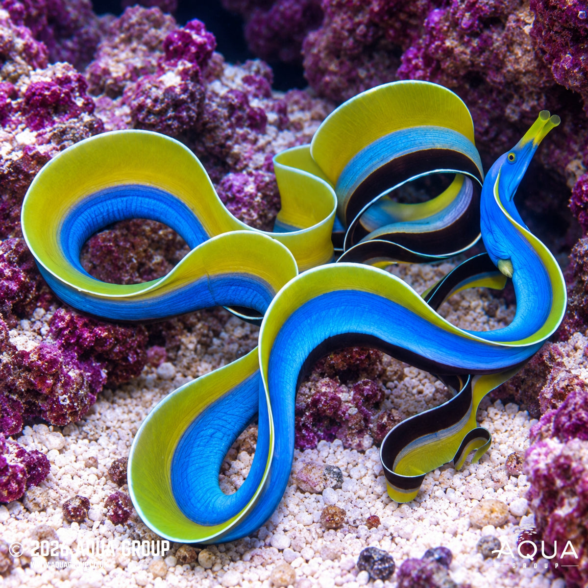 Blue Ribbon Eel - Rhinomuraena quaesita